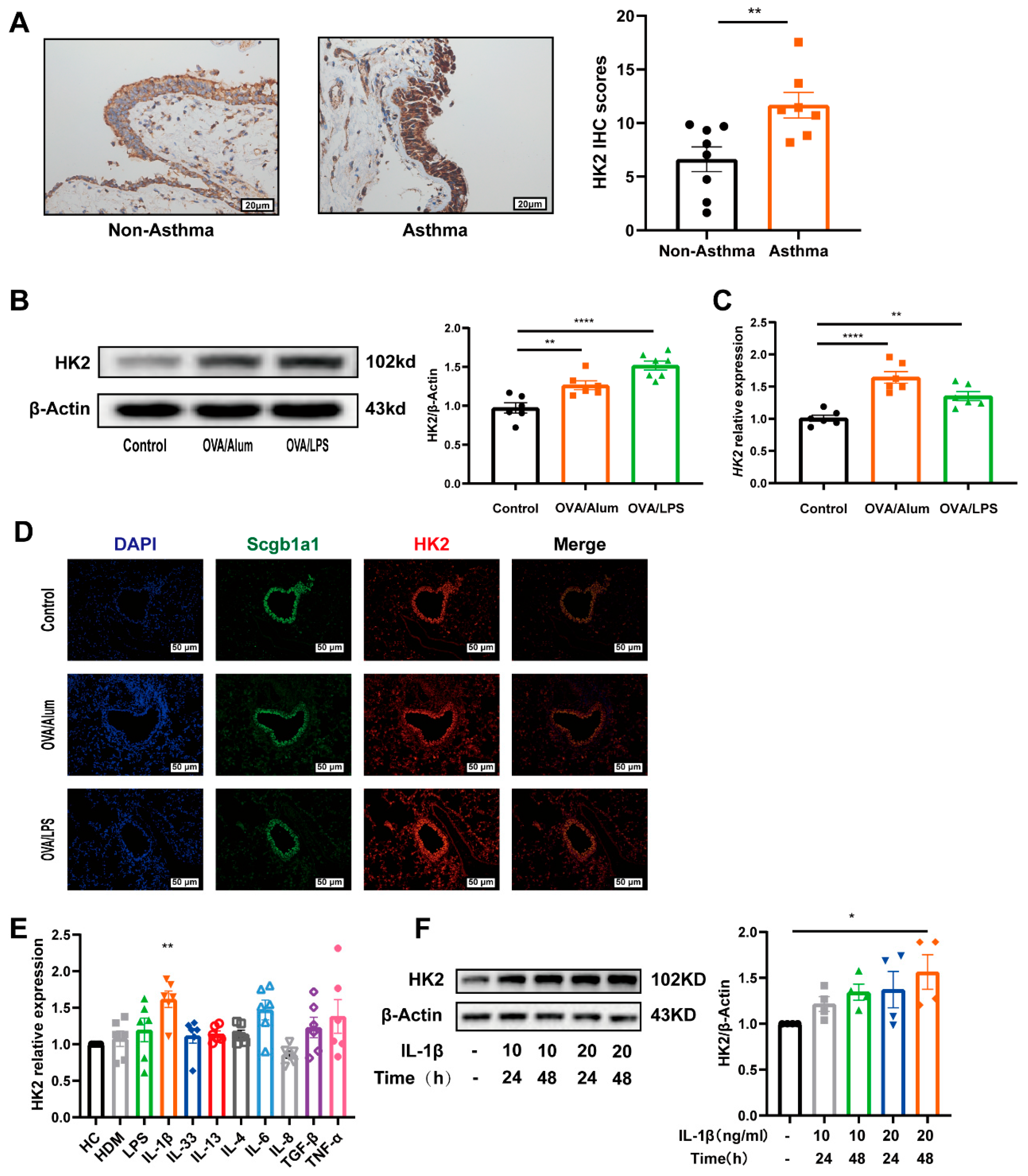 Cells 14 01004 g002 Cells 14 01004 g002