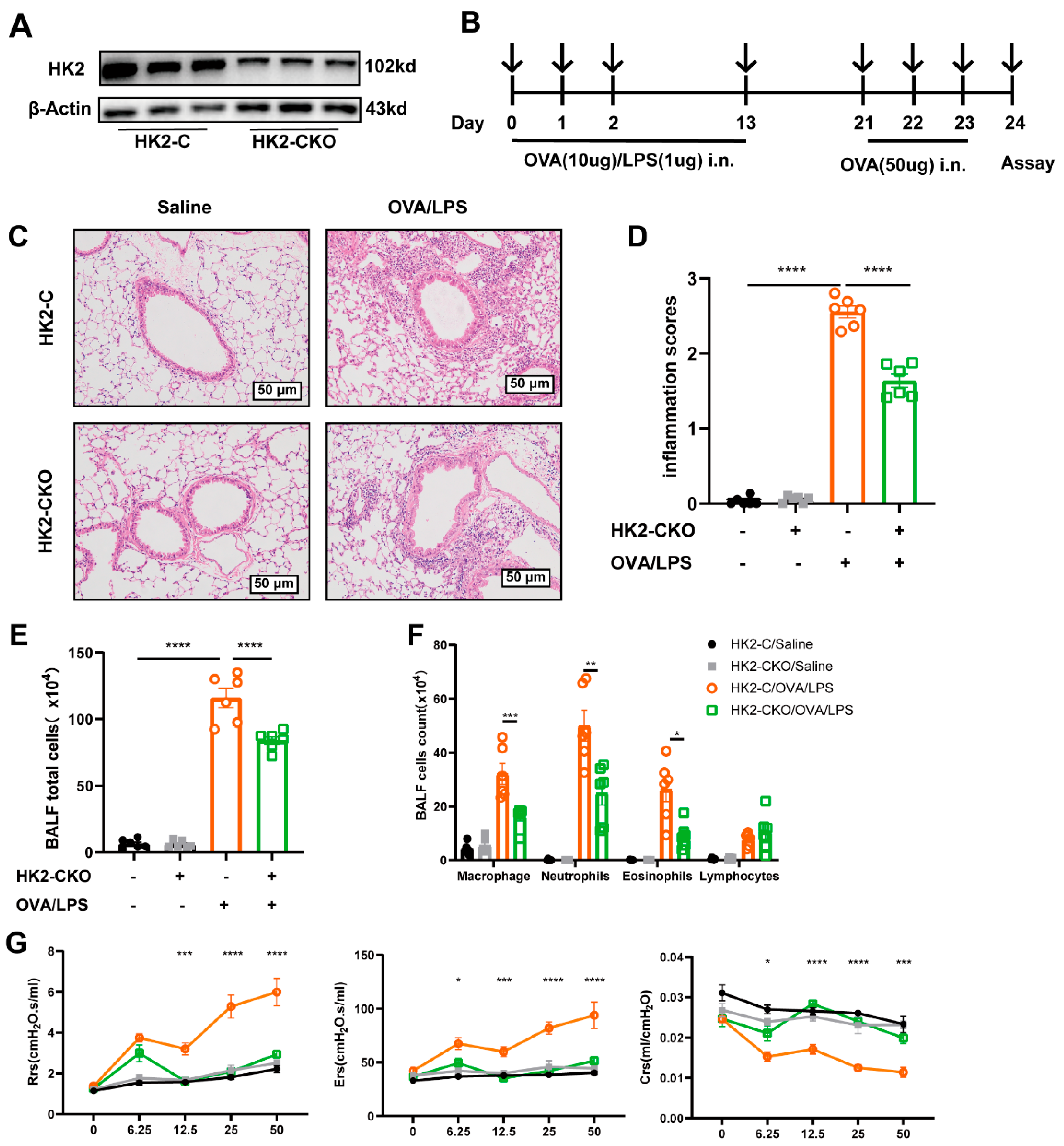 Cells 14 01004 g003 Cells 14 01004 g003