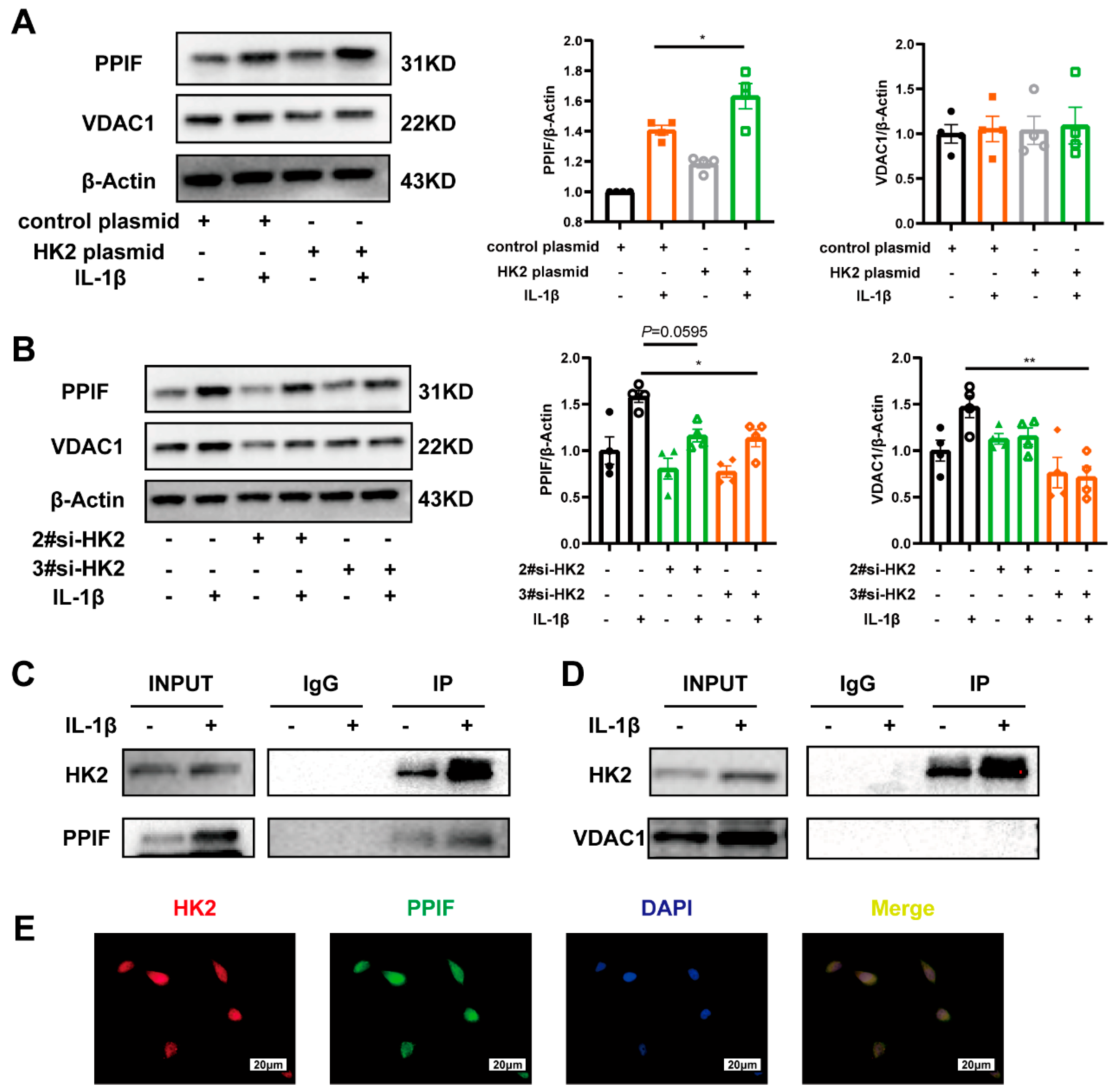 Cells 14 01004 g006 Cells 14 01004 g006