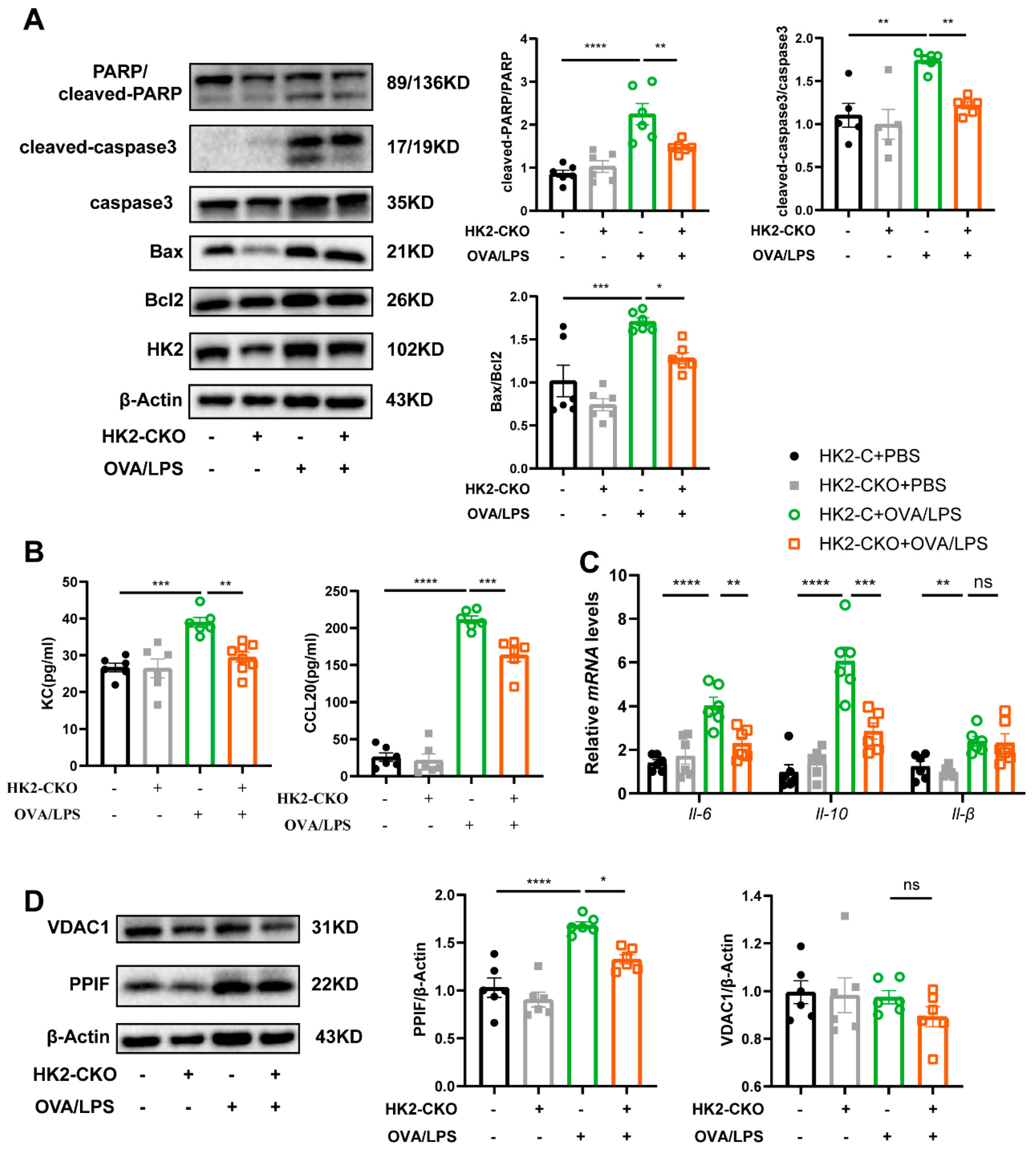 Cells 14 01004 g007 Cells 14 01004 g007