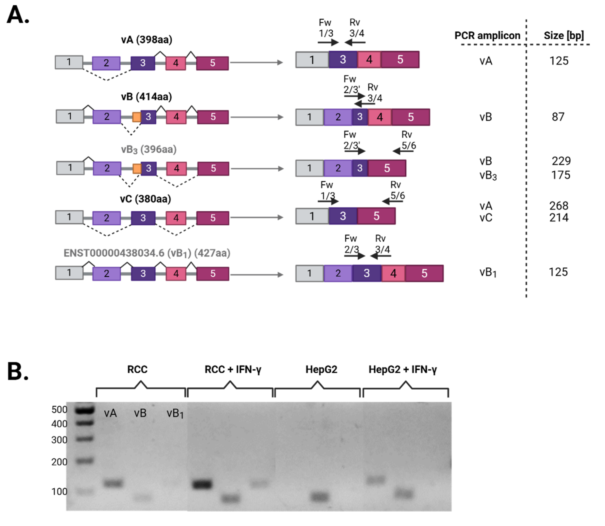 Cells 14 01011 g002a
