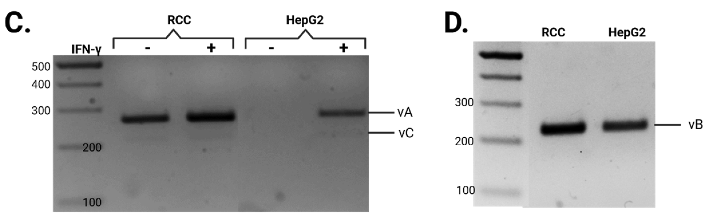 Cells 14 01011 g002b