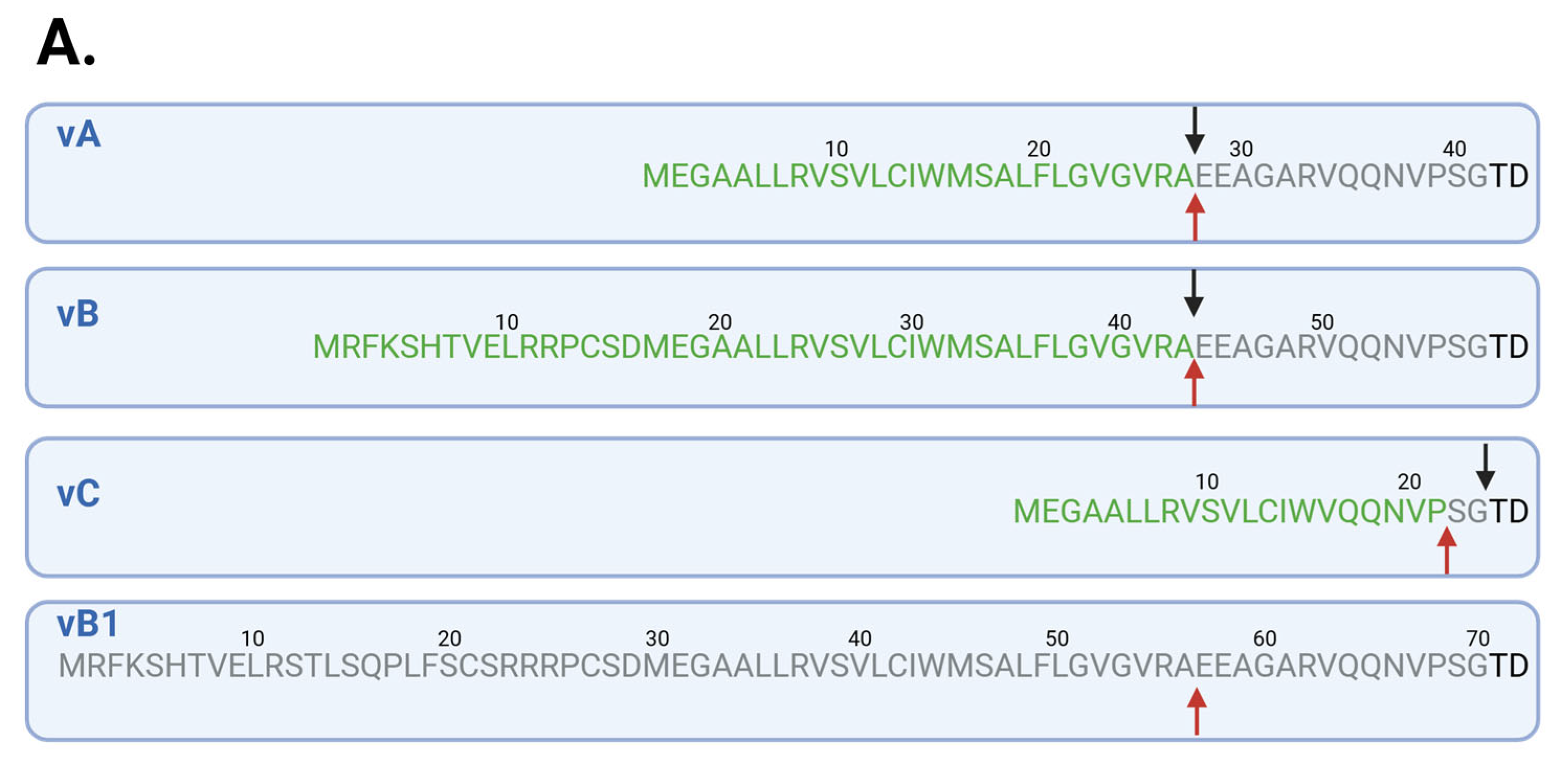 Cells 14 01011 g003a