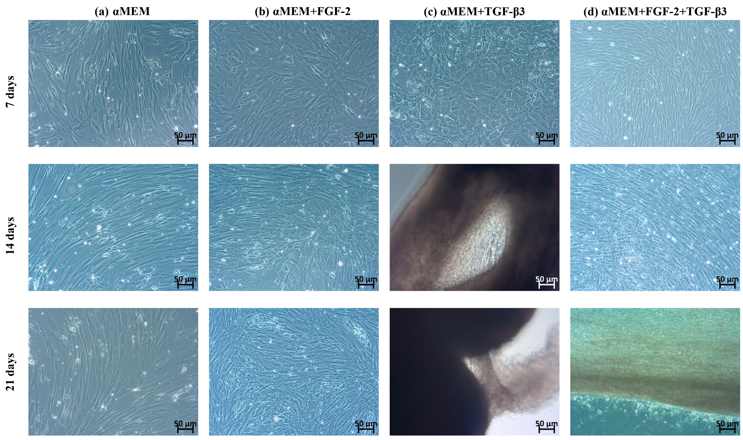 Cells 14 01013 g001 Cells 14 01013 g001