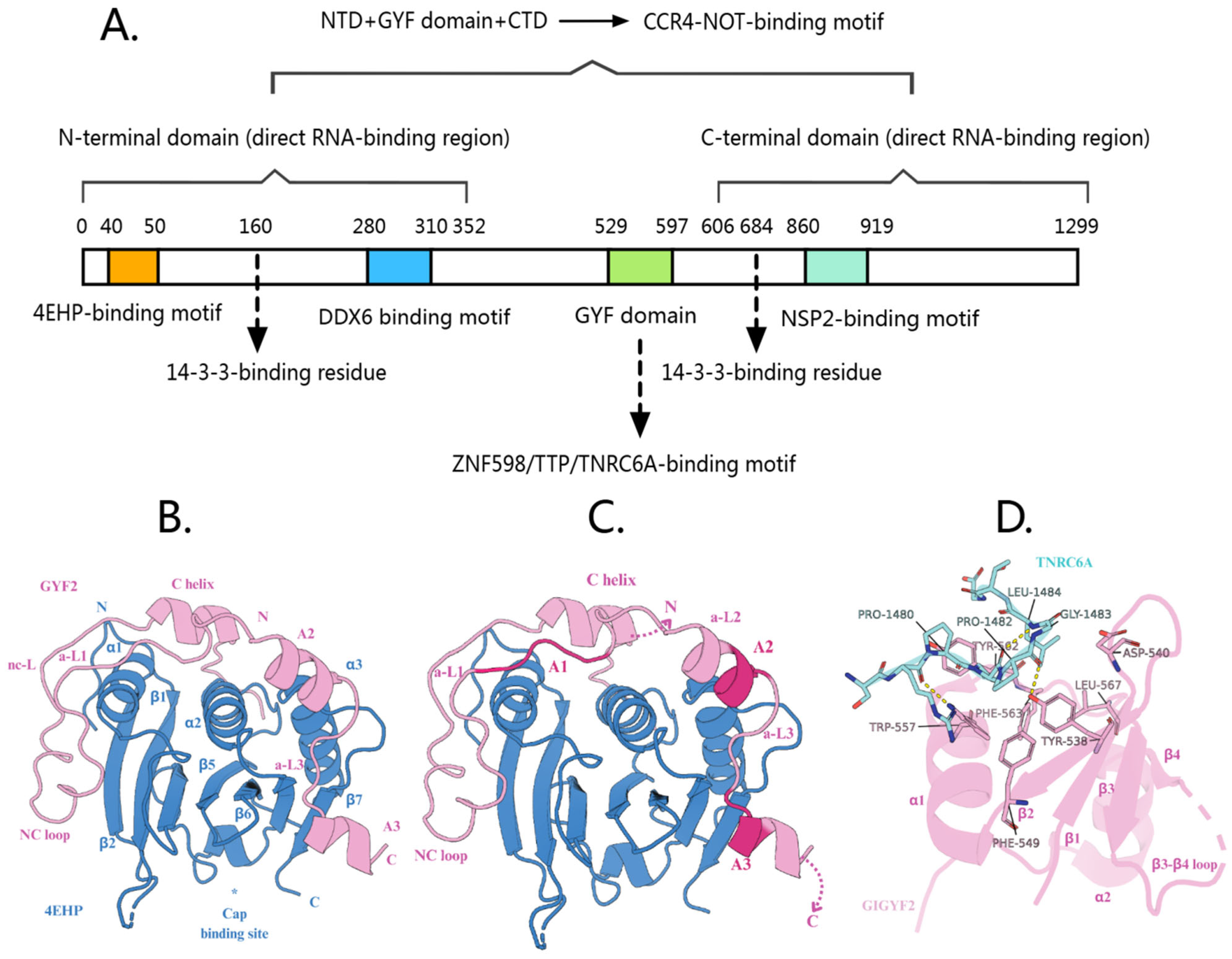 Cells 14 01032 g001 Cells 14 01032 g001