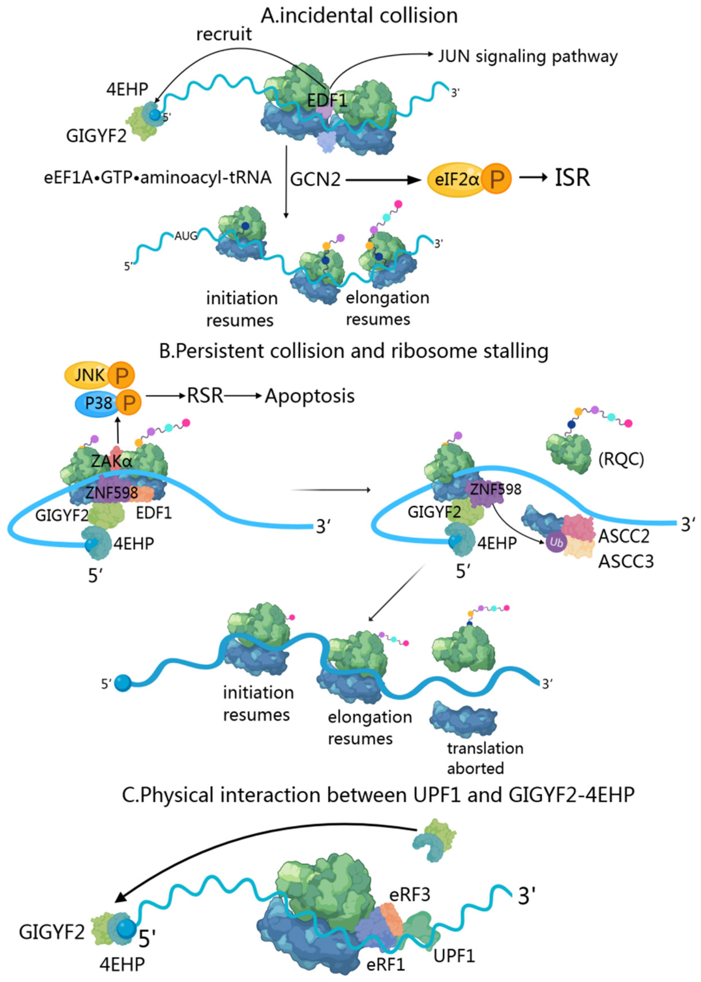 Cells 14 01032 g003 Cells 14 01032 g003