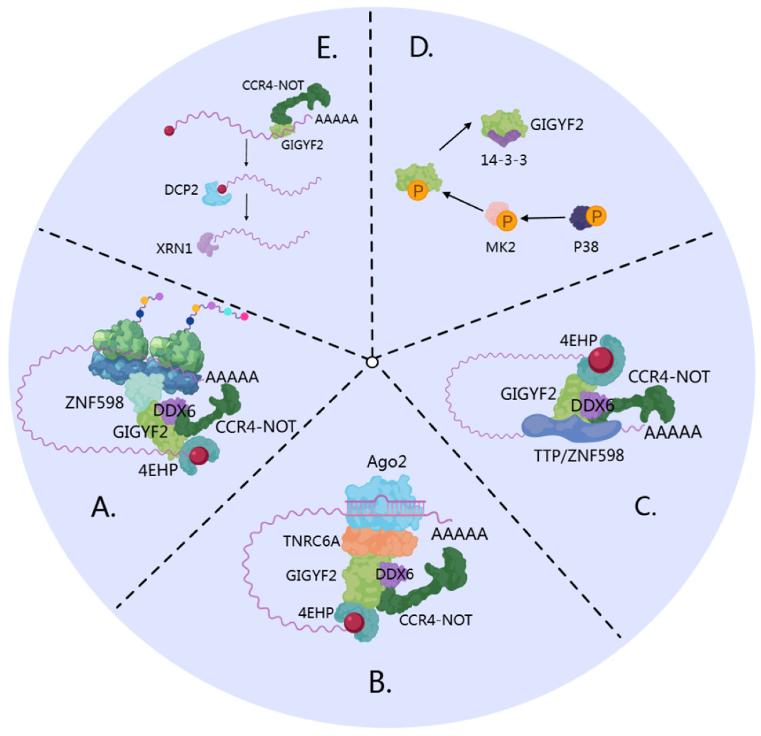 Cells 14 01032 g004 Cells 14 01032 g004