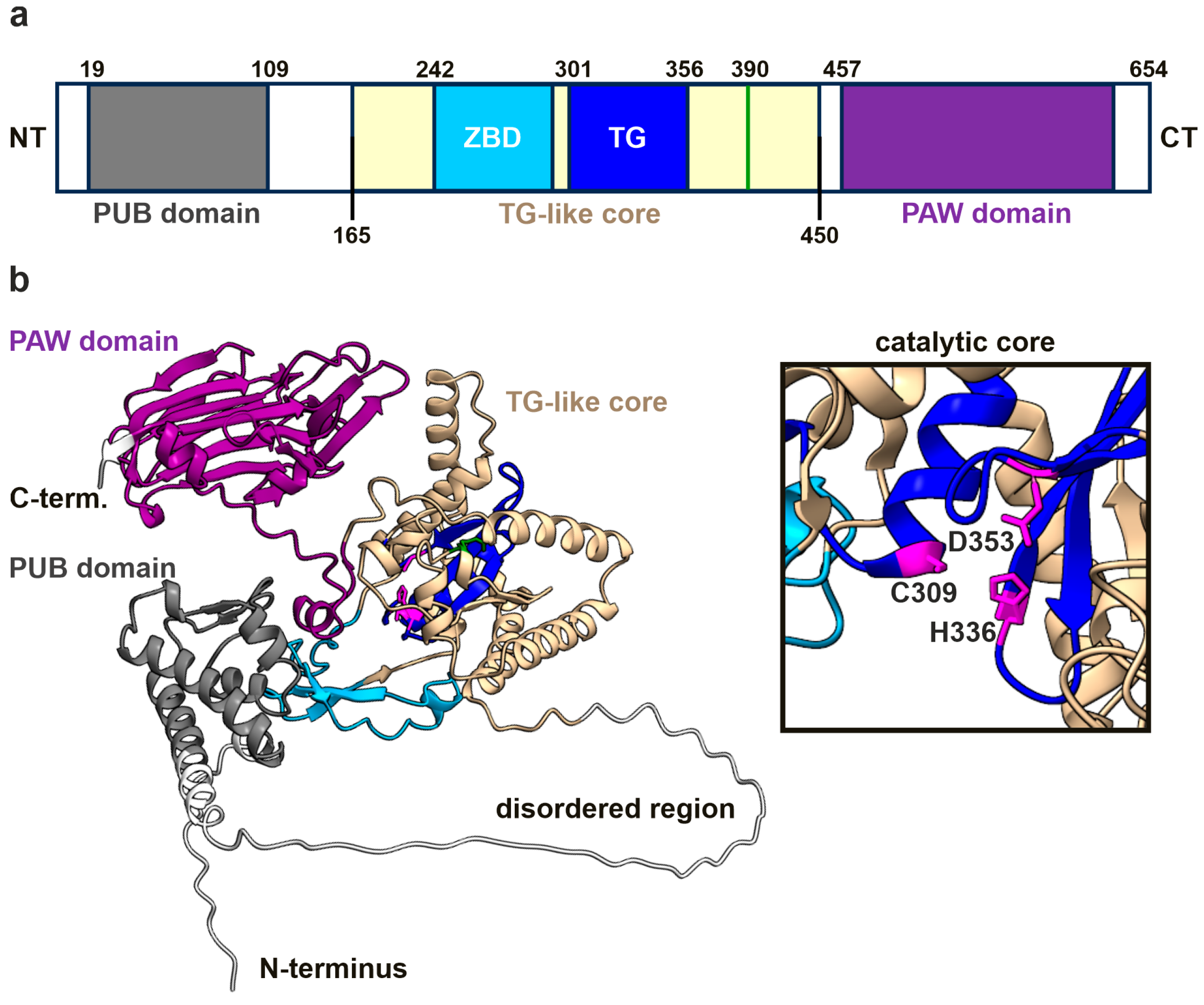 Cells 14 01036 g001 Cells 14 01036 g001