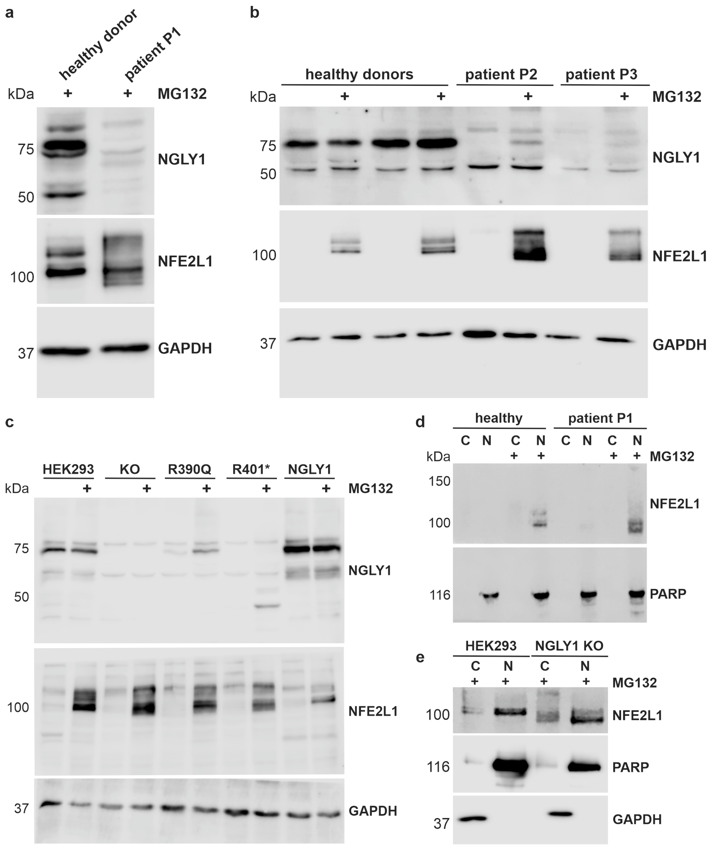 Cells 14 01036 g004 Cells 14 01036 g004