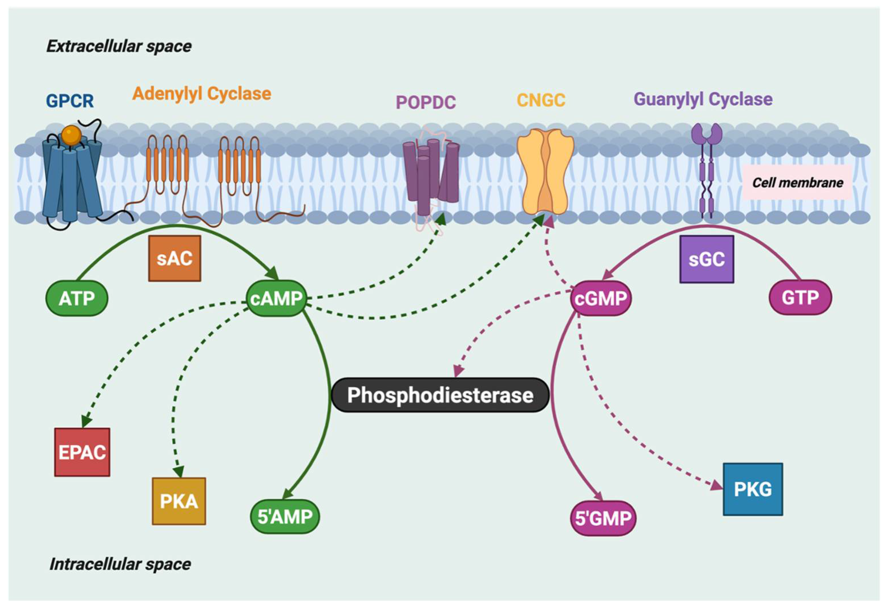 Cells 14 01174 g001 Cells 14 01174 g001