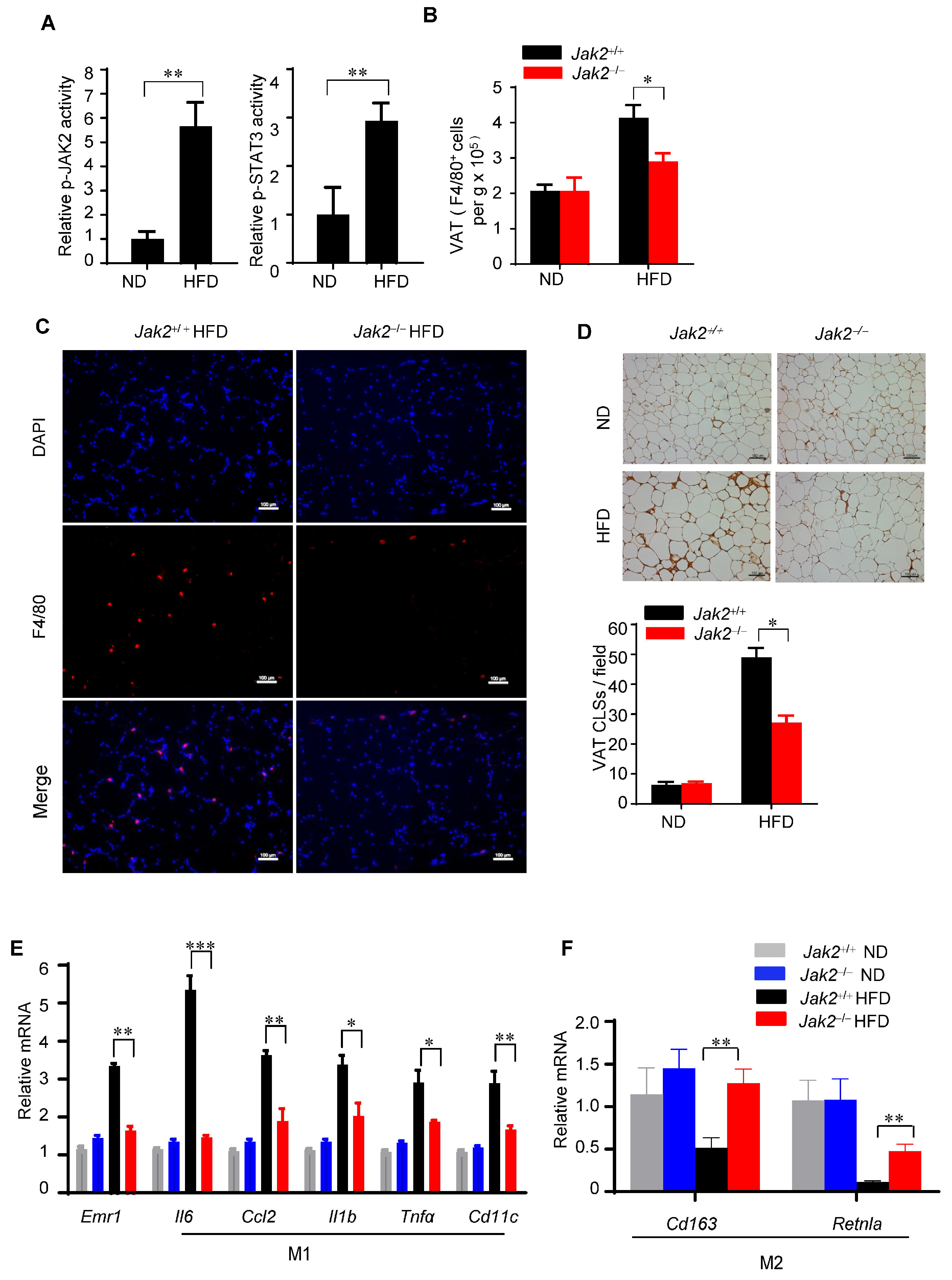 Cells 14 01194 g003