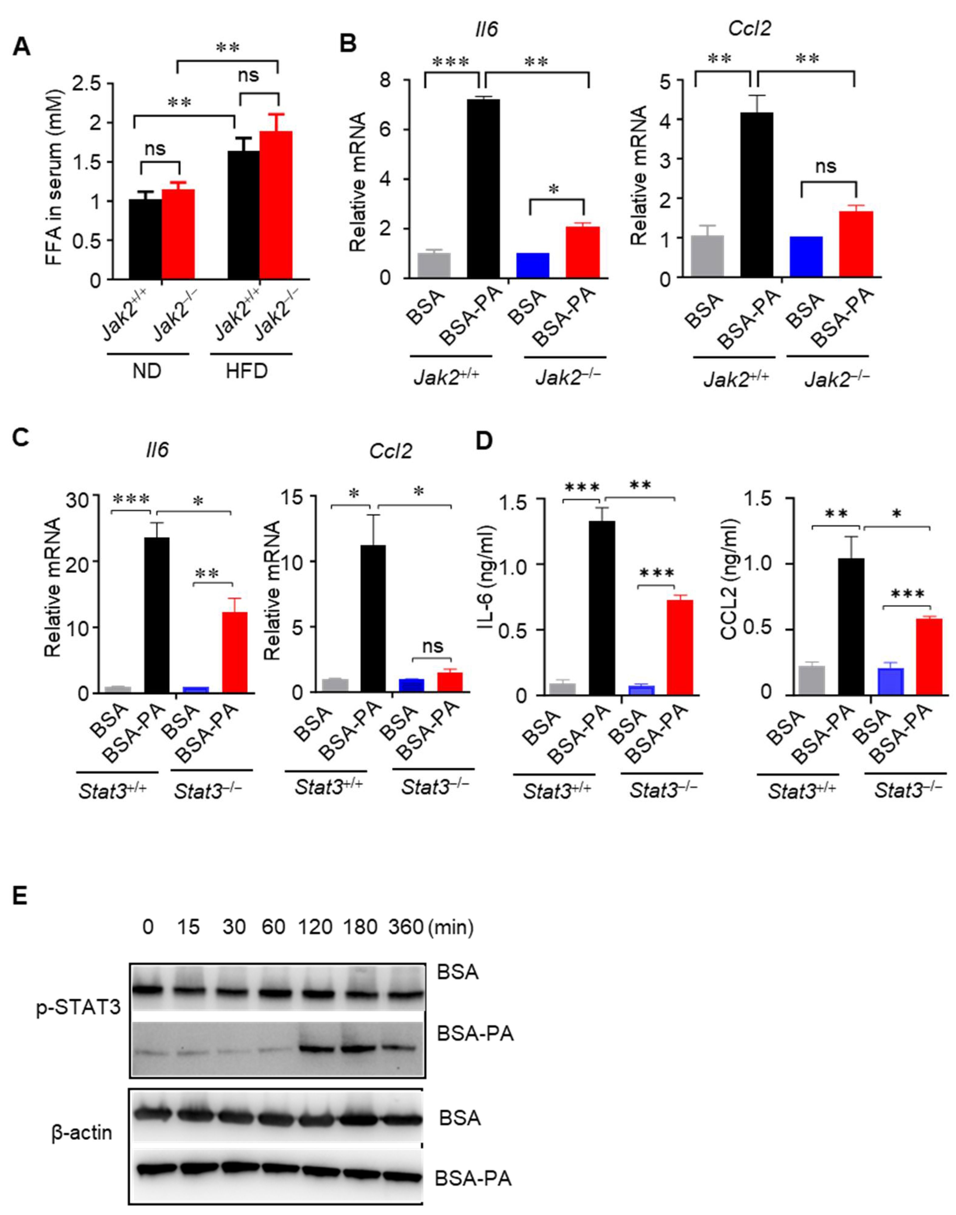 Cells 14 01194 g004