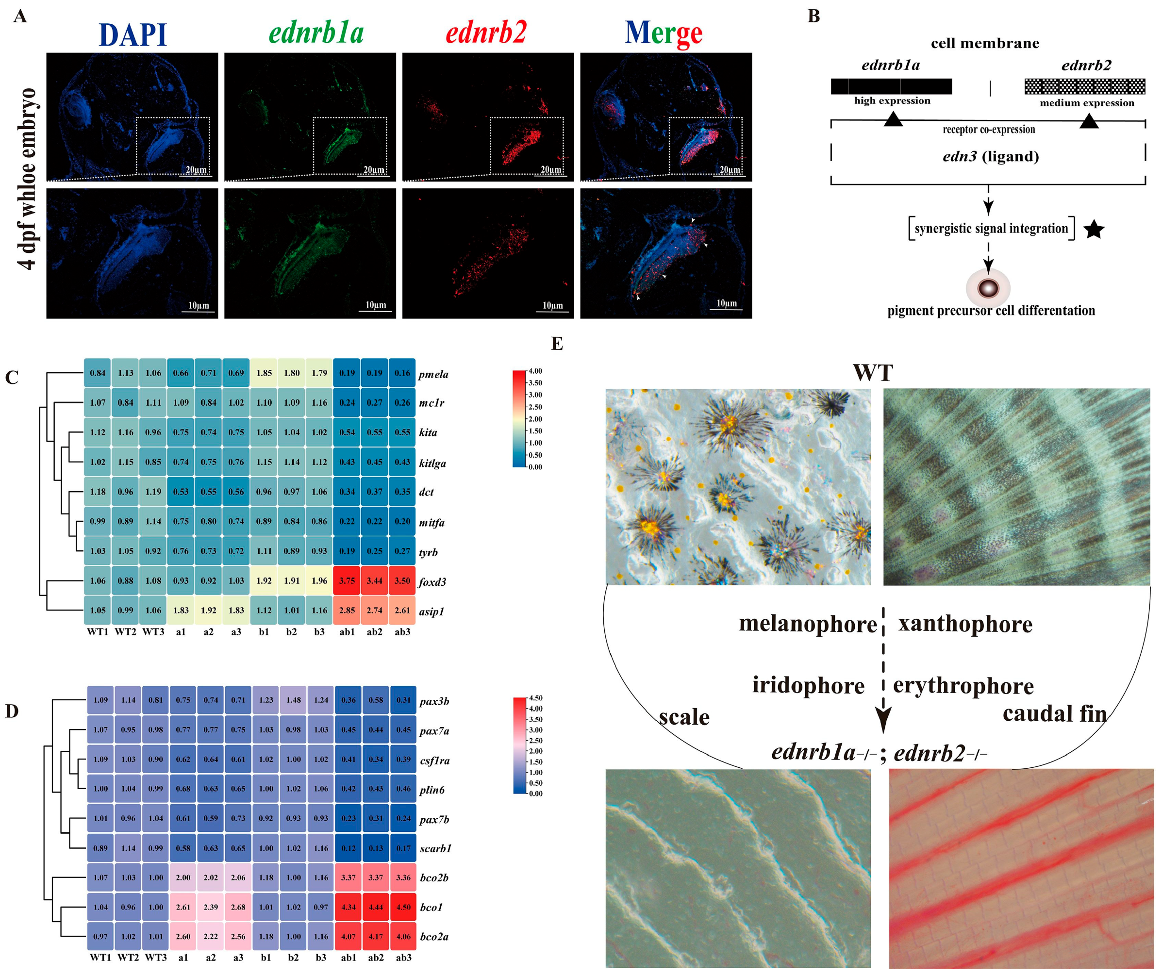 Cells 14 01213 g006 Cells 14 01213 g006