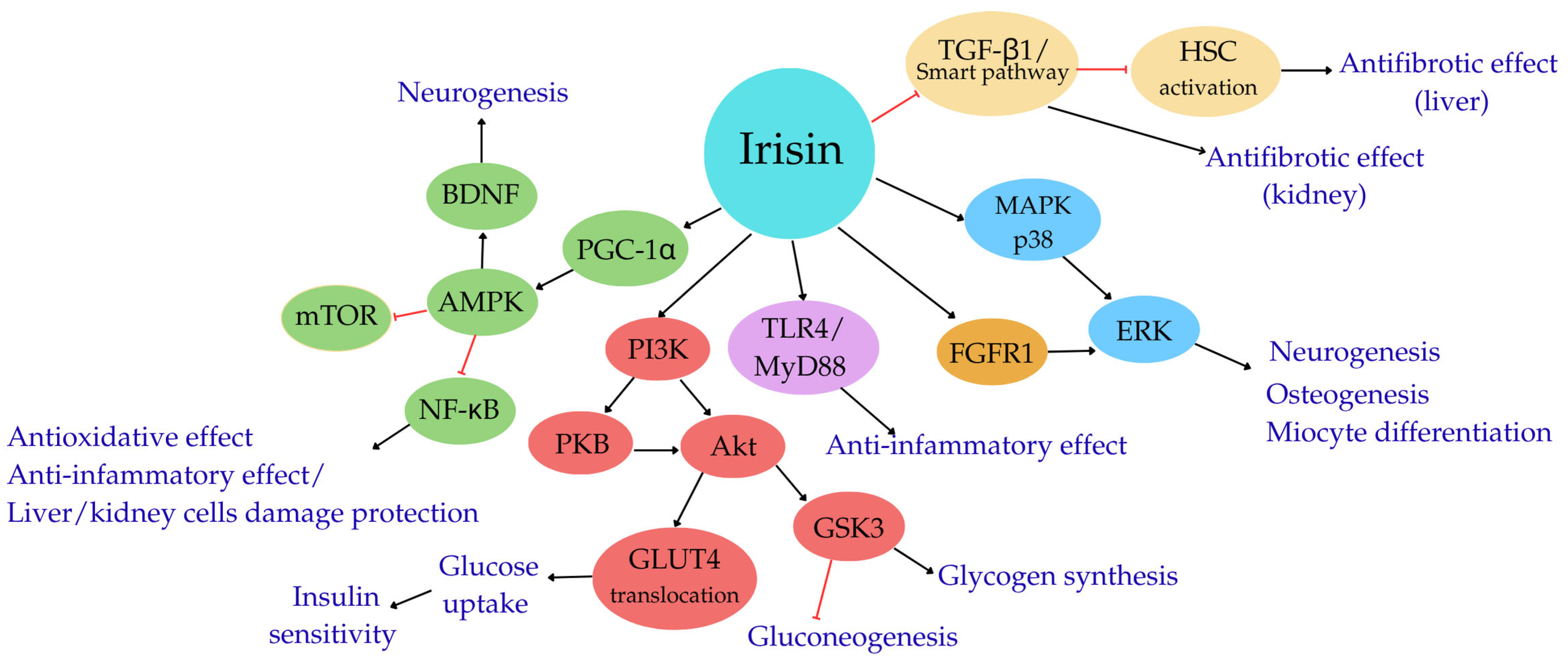 Cells 14 01228 g001 Cells 14 01228 g001