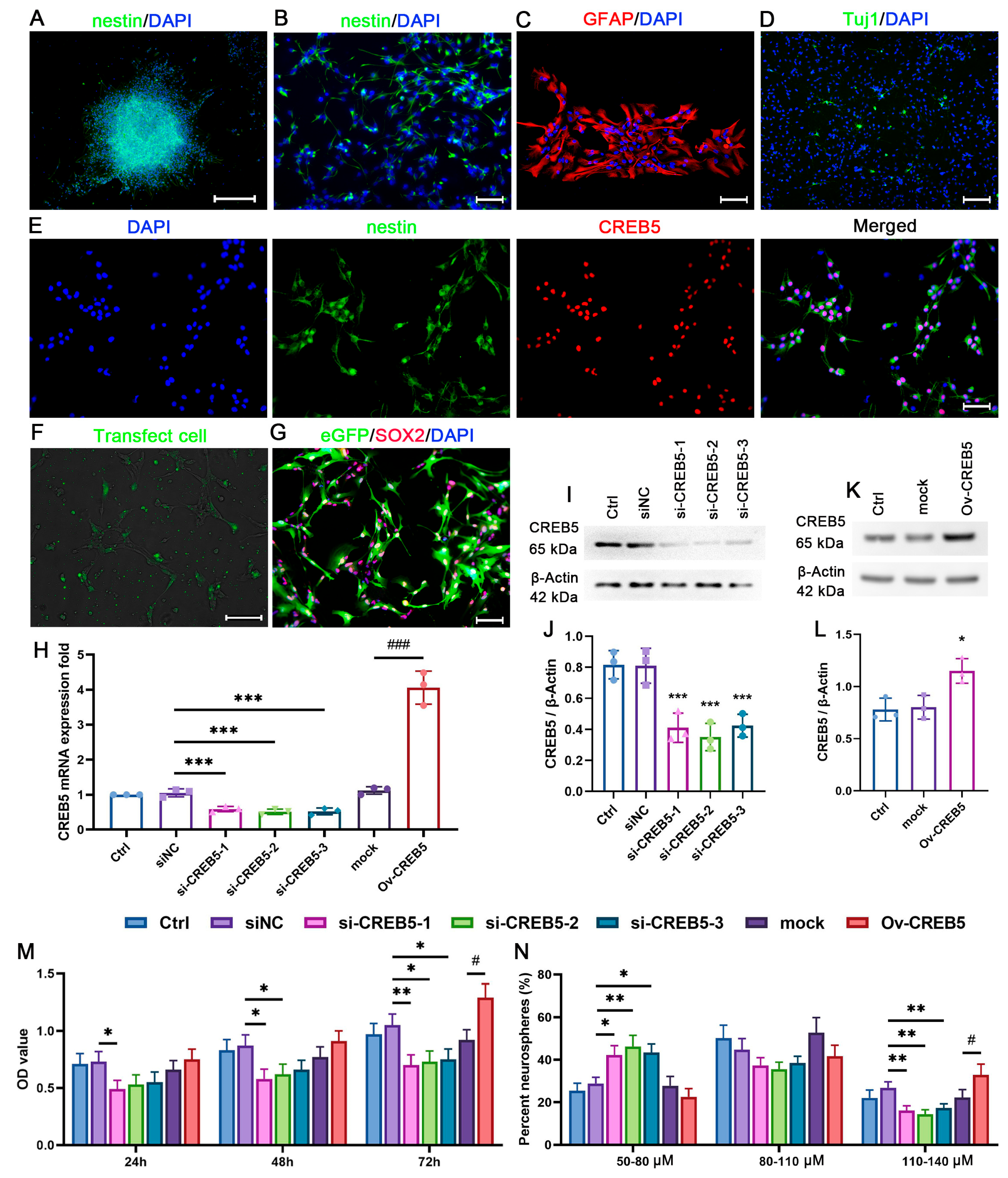 Cells 14 01240 g001 Cells 14 01240 g001