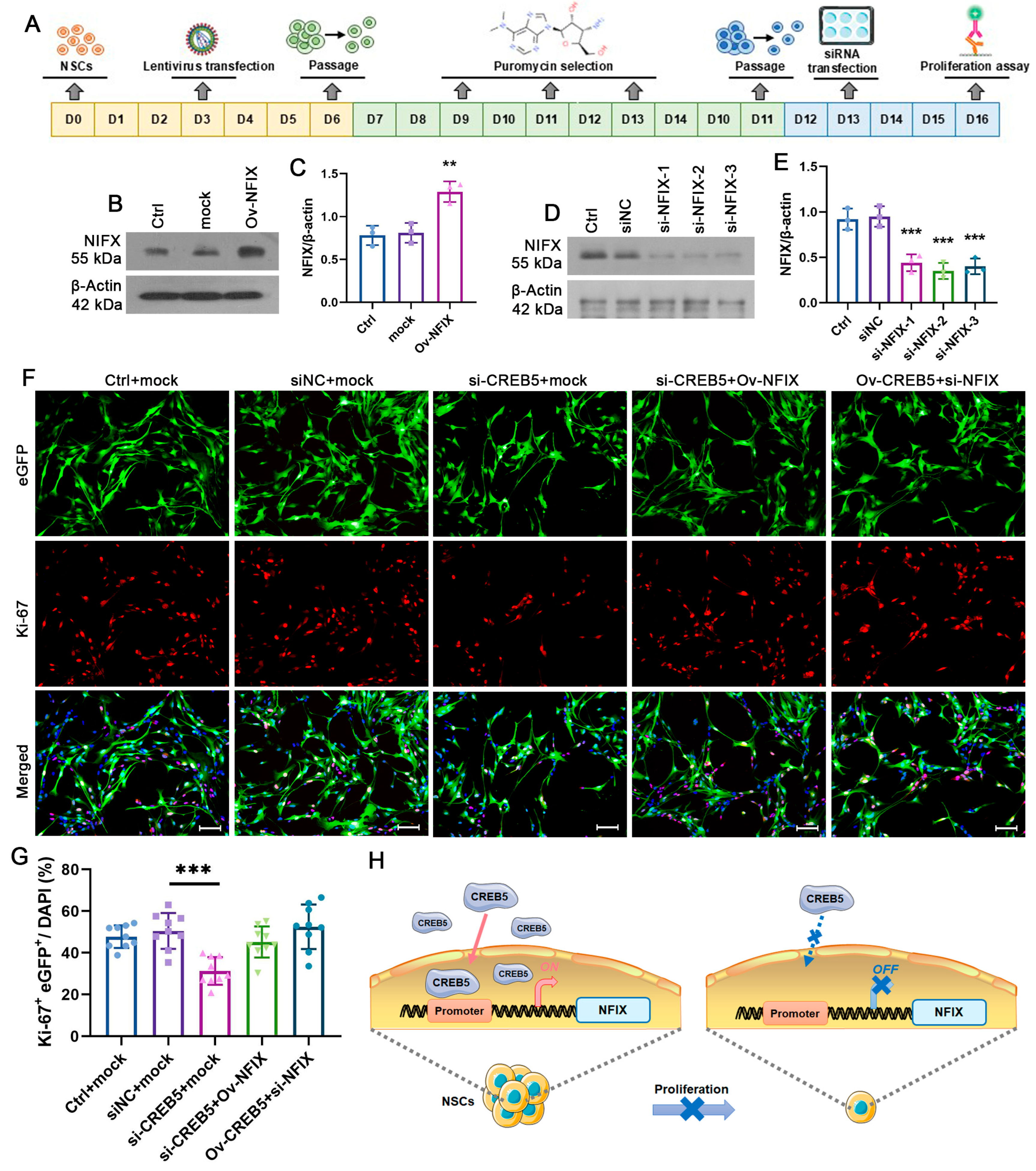 Cells 14 01240 g005 Cells 14 01240 g005
