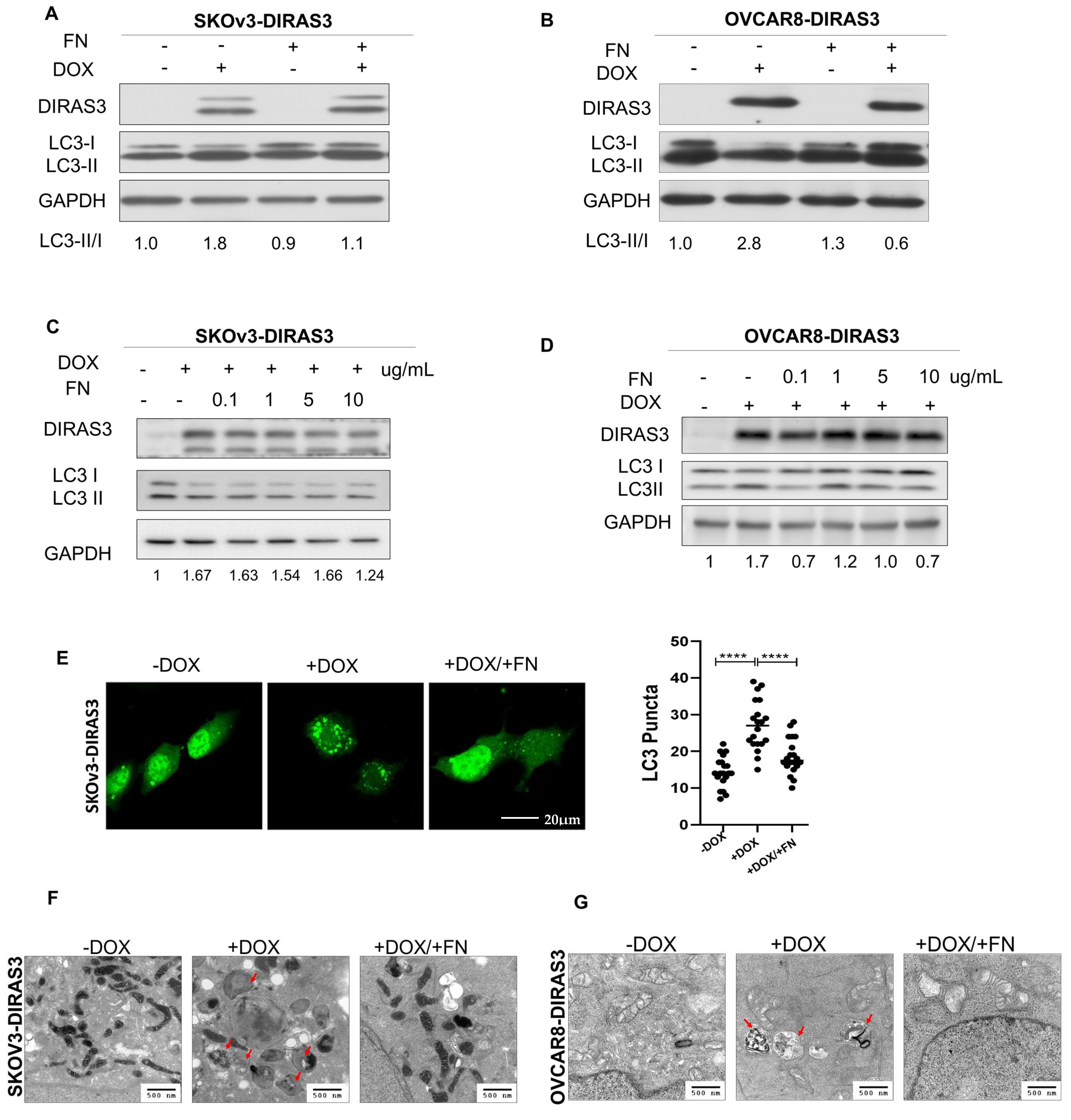 Cells 14 01250 g001 Cells 14 01250 g001