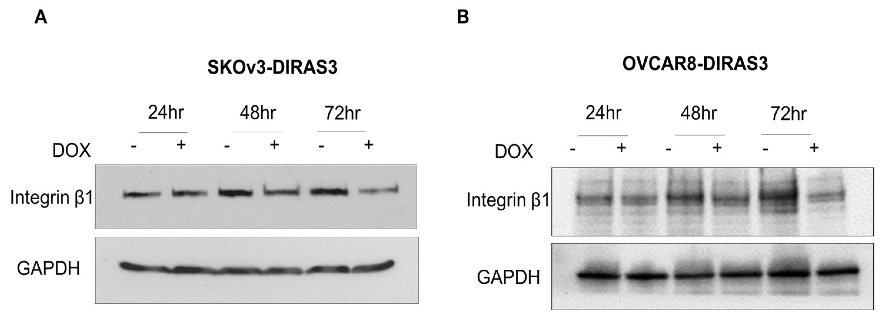 Cells 14 01250 g003 Cells 14 01250 g003