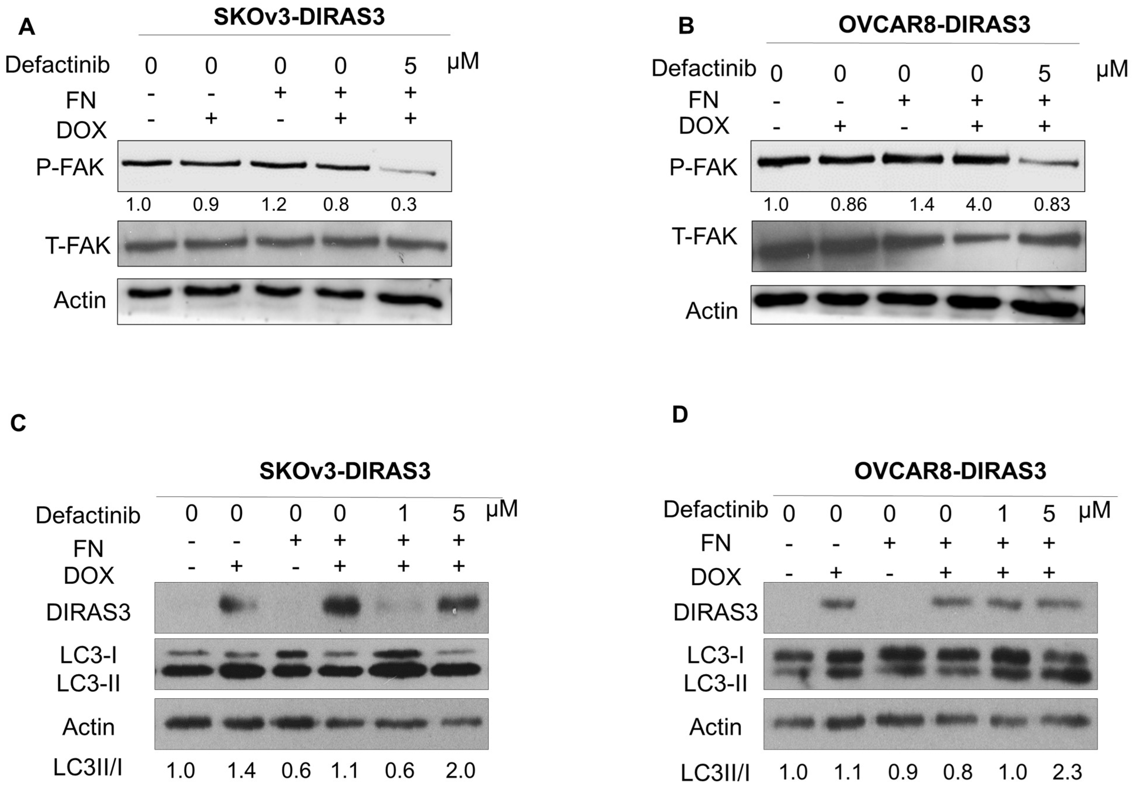 Cells 14 01250 g004 Cells 14 01250 g004