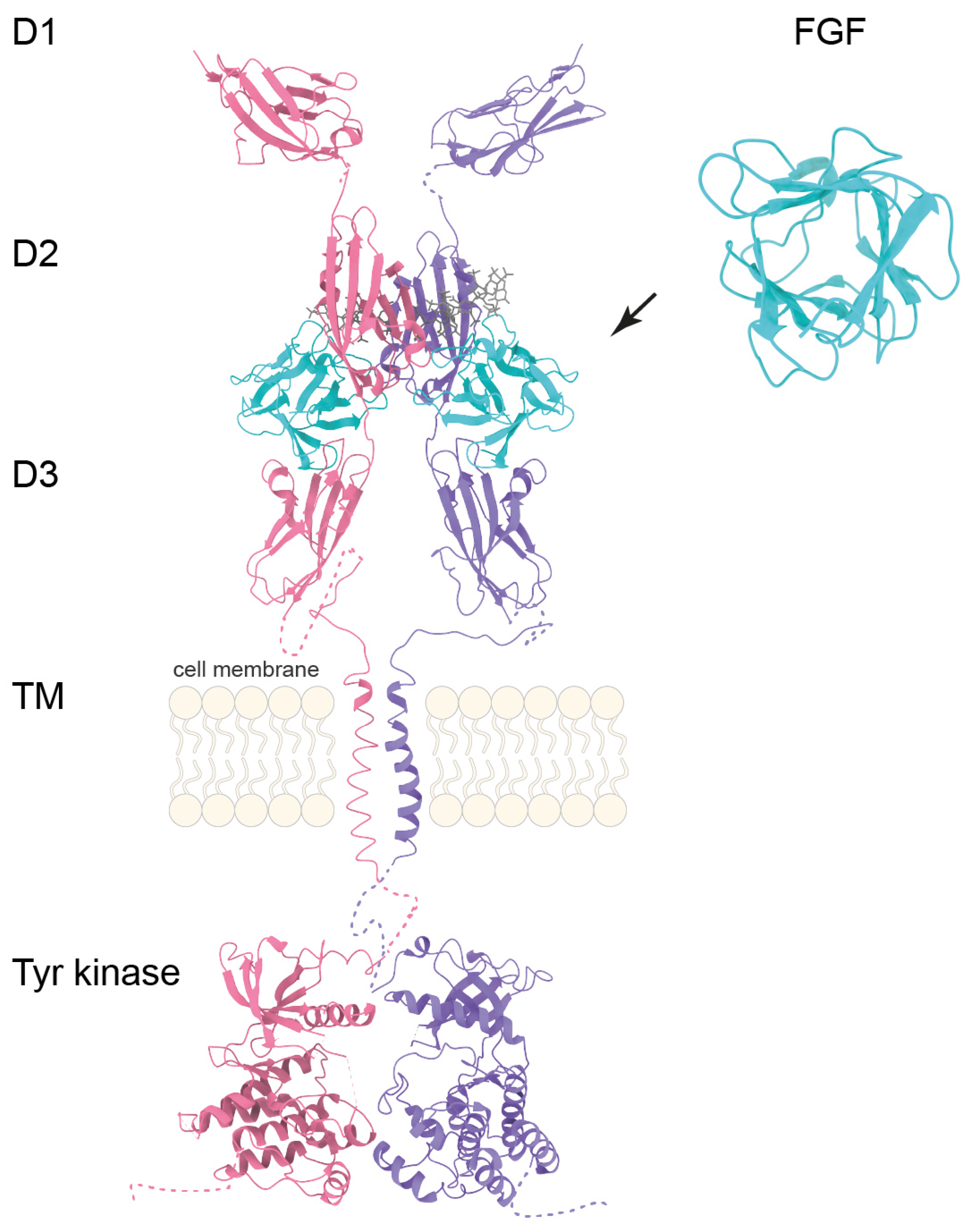 Cells 14 01256 g002 Cells 14 01256 g002