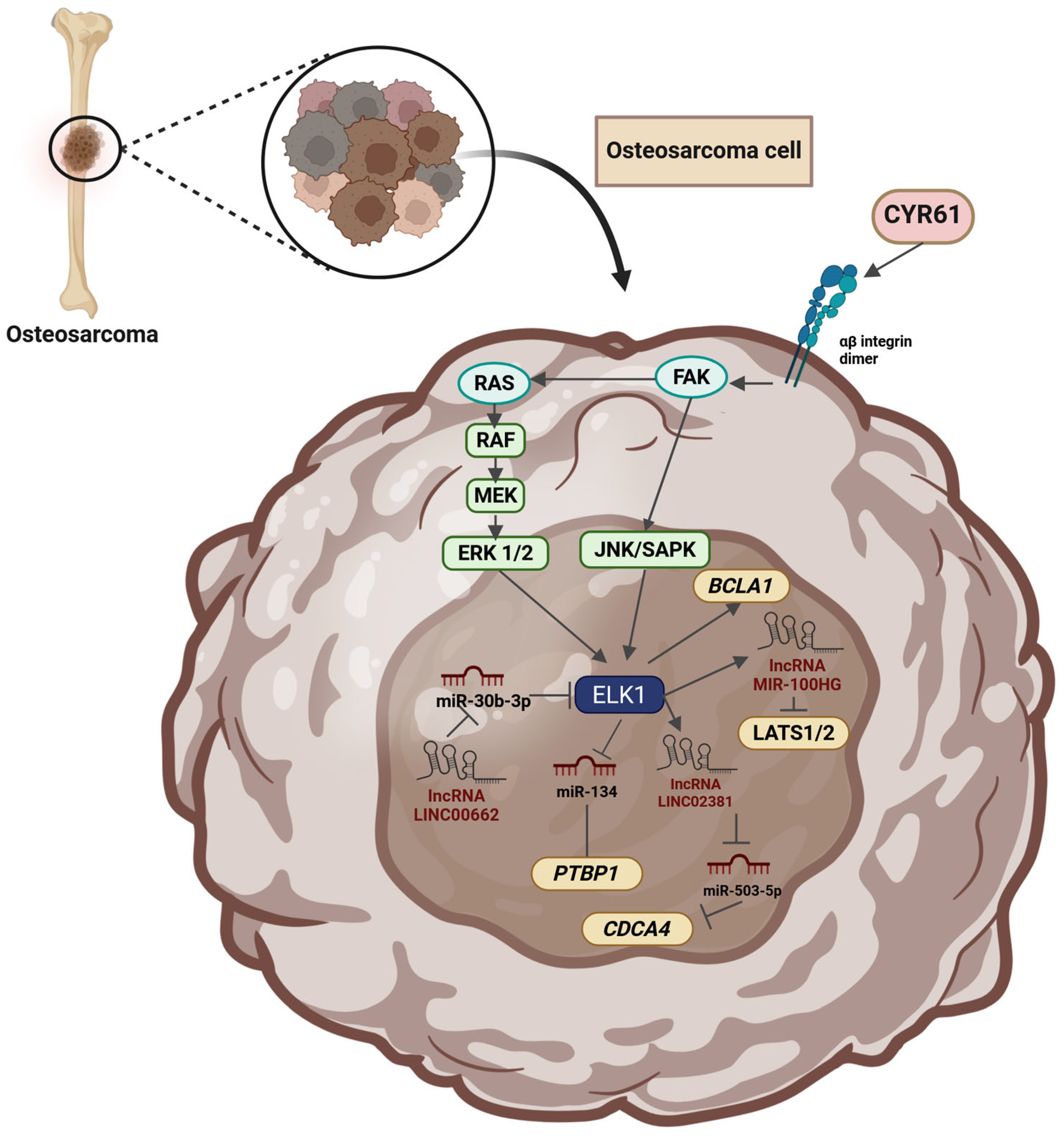 Cells 14 01257 g007 Cells 14 01257 g007