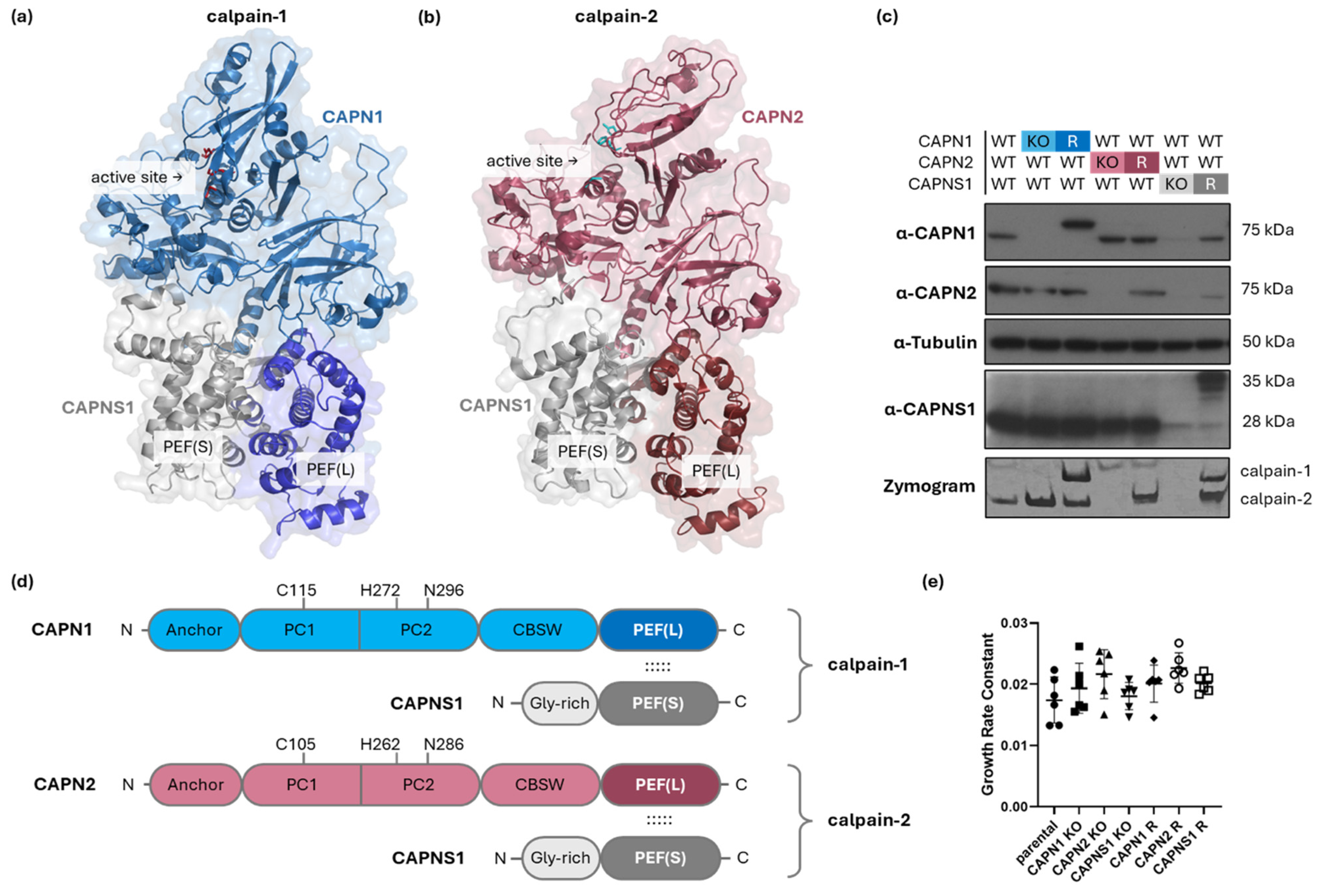 Cells 14 01314 g001 Cells 14 01314 g001