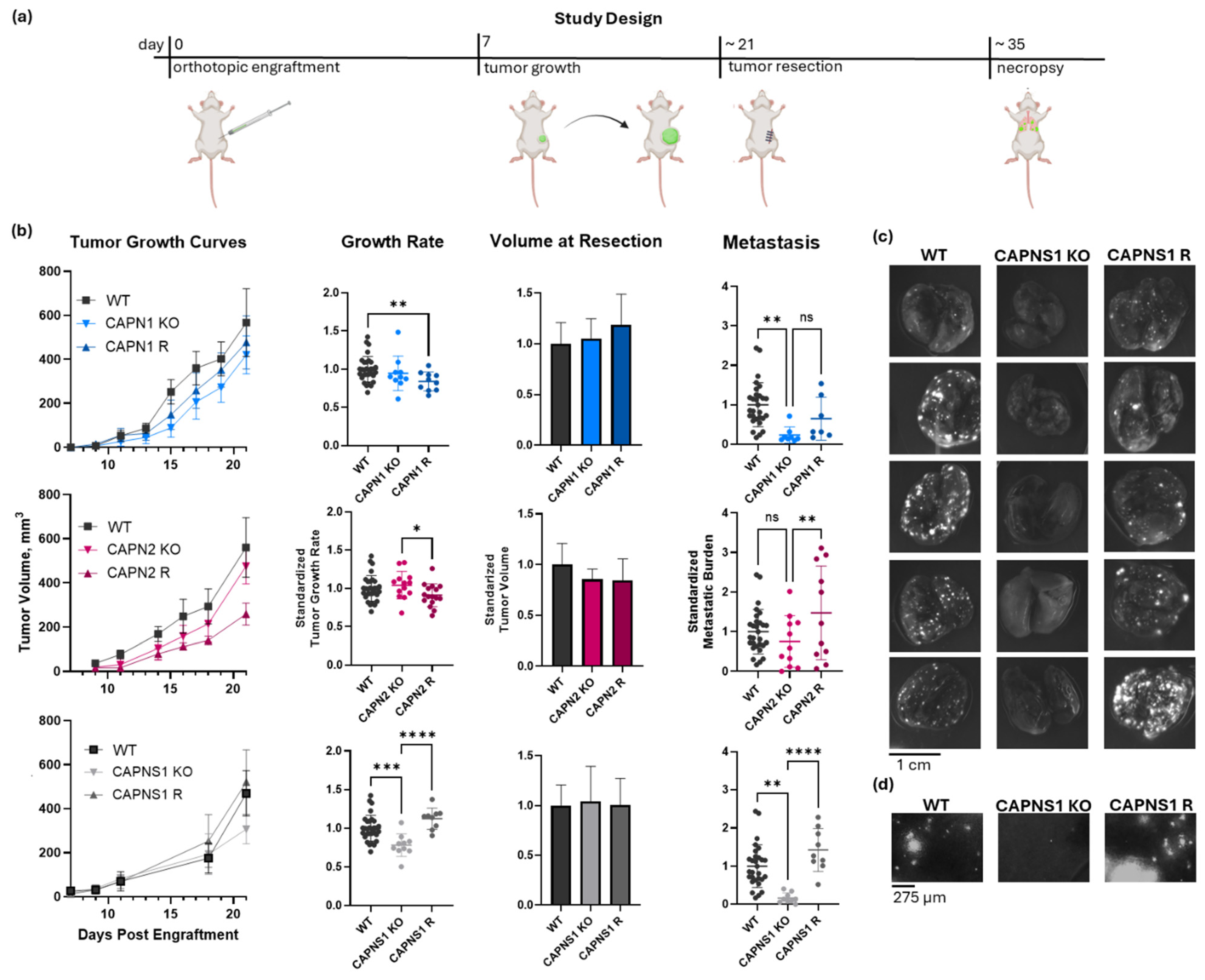 Cells 14 01314 g003 Cells 14 01314 g003