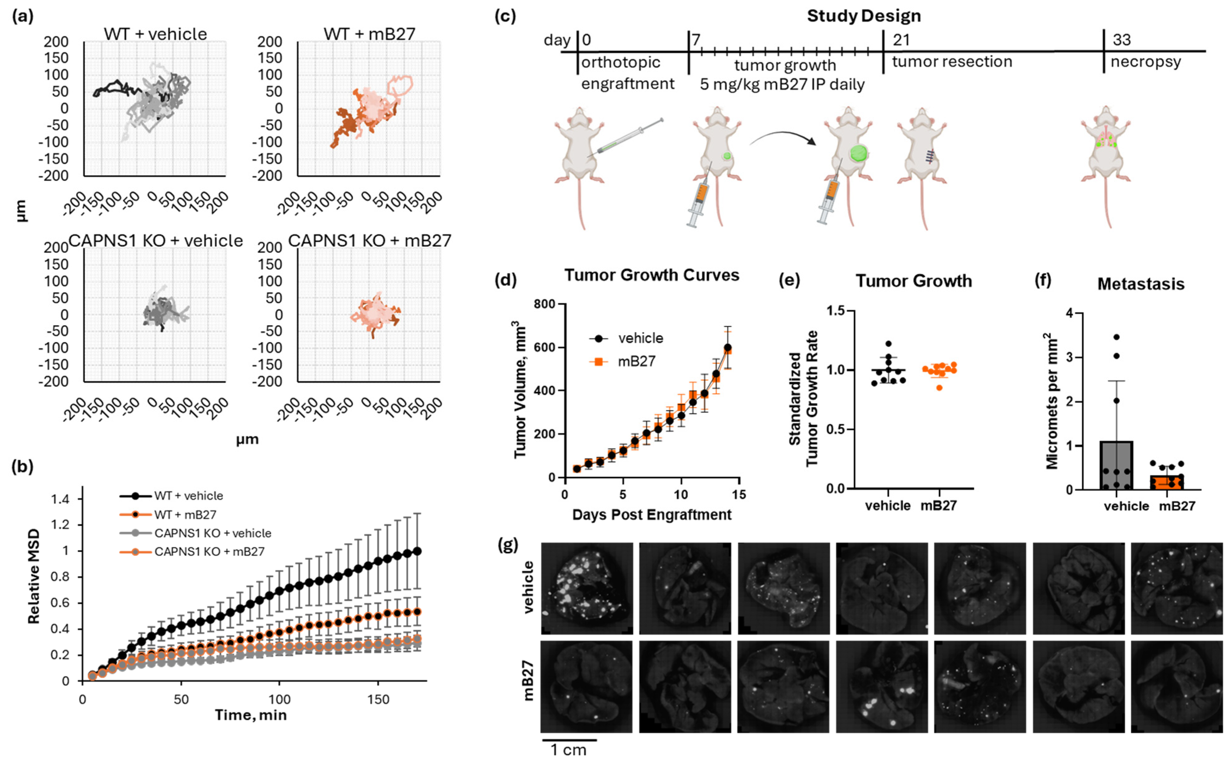 Cells 14 01314 g005 Cells 14 01314 g005