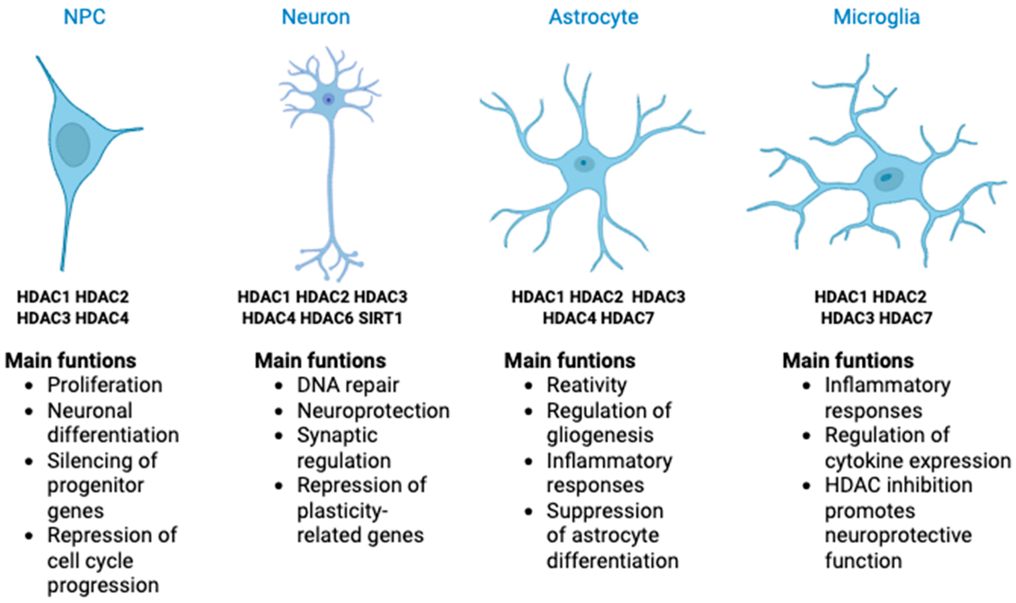 HDACs in the Brain: From Chromatin Remodeling to Neurodegenerative ...
