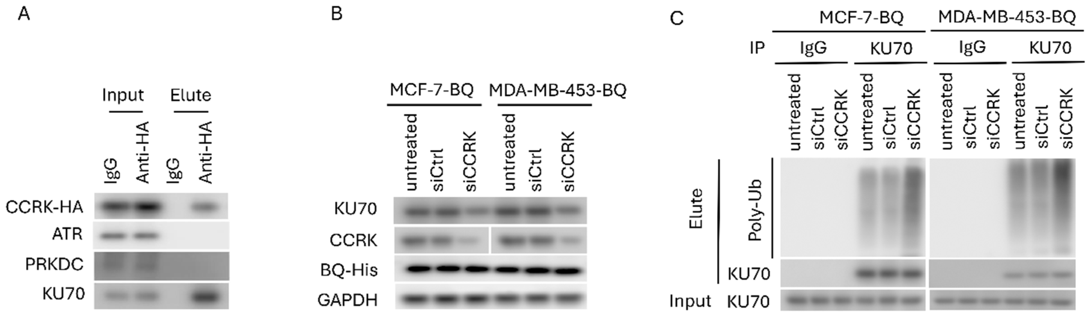 Cells 14 01341 g008 Cells 14 01341 g008