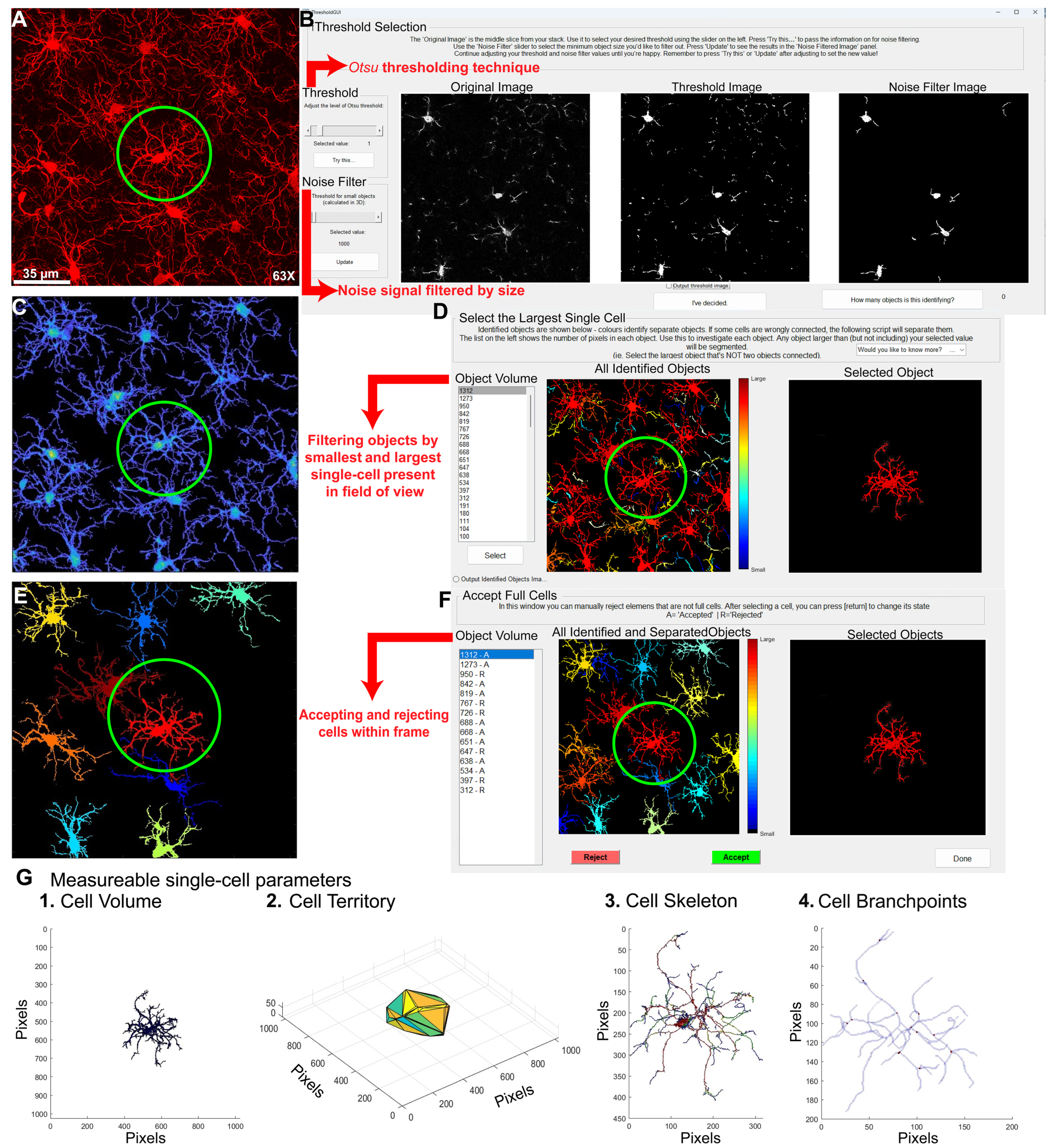 Cells 14 01354 g003 Cells 14 01354 g003