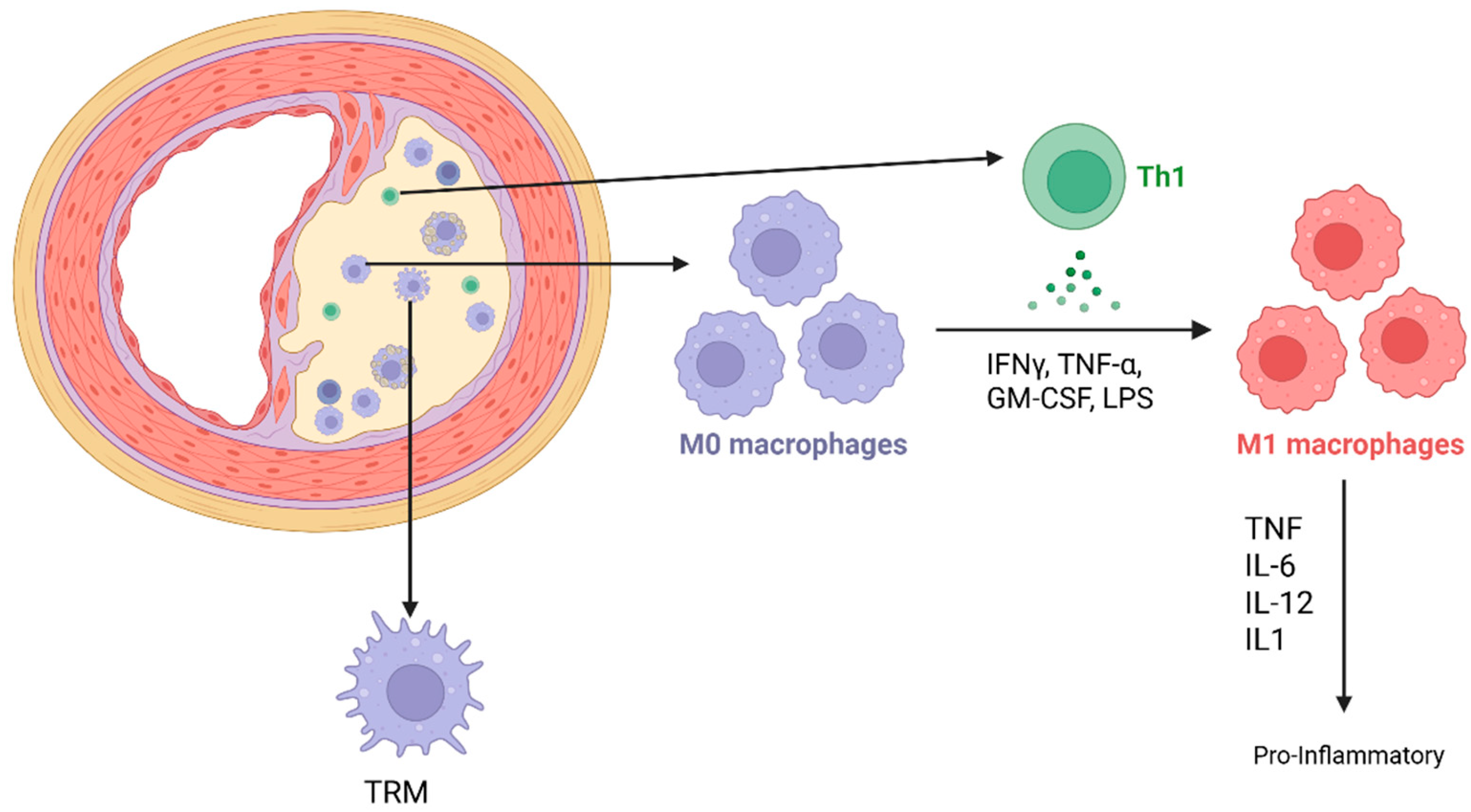 Cells 14 01374 g001