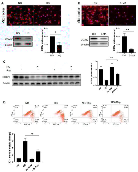 Cells 14 01376 g008
