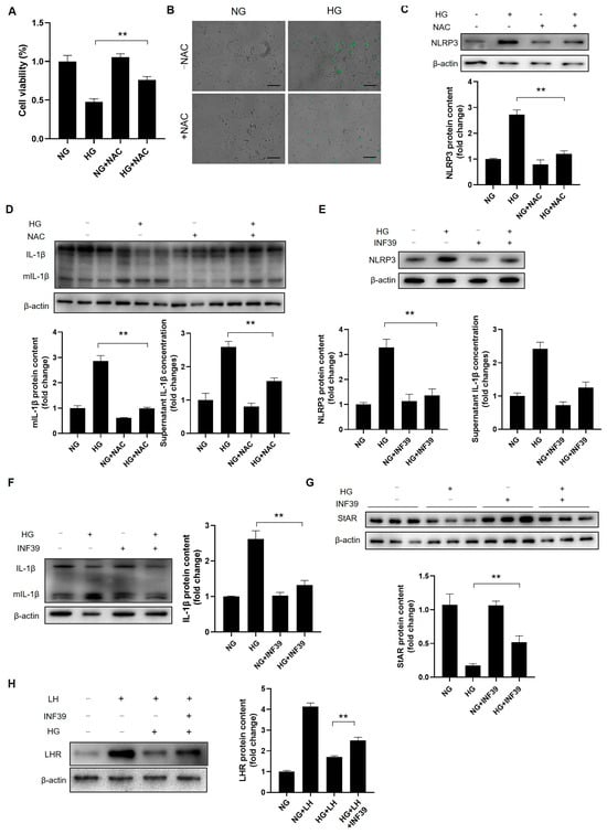 Cells 14 01376 g010