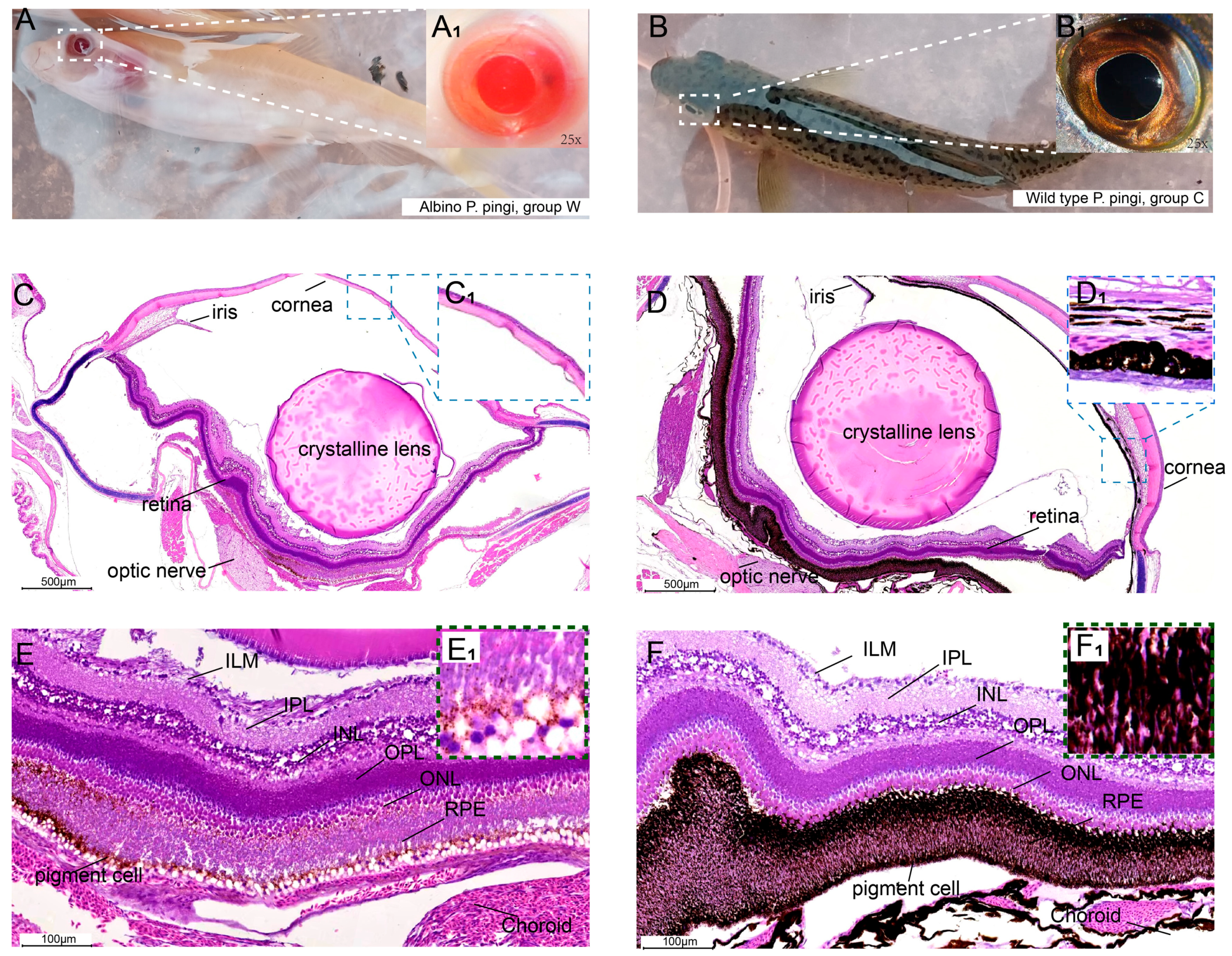 Cells 14 01377 g001 Cells 14 01377 g001