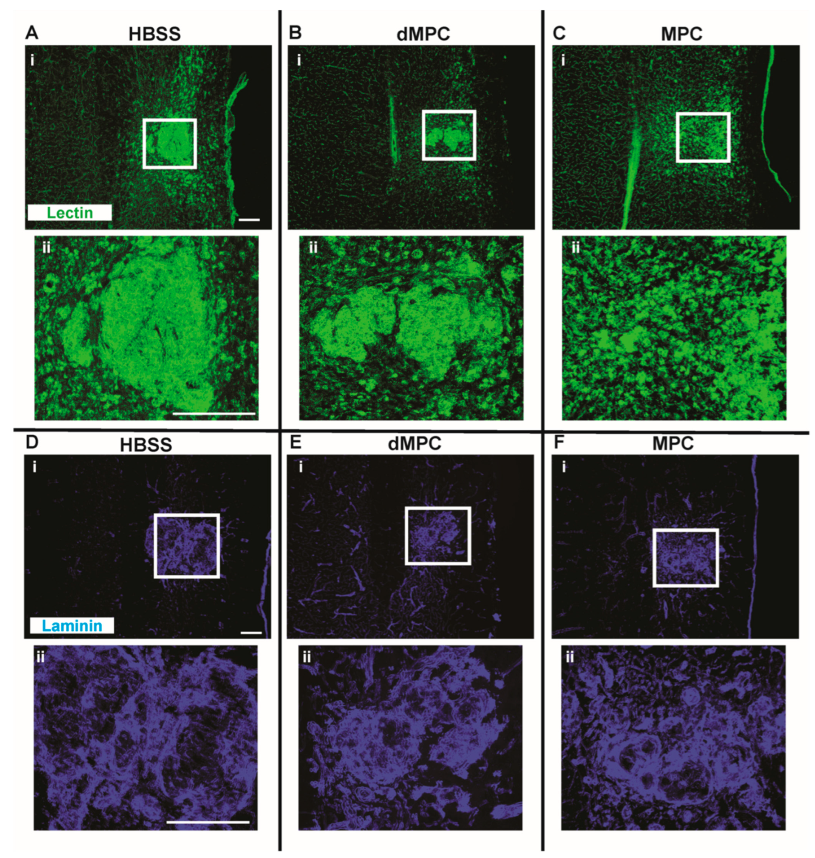 Cells 14 01488 g004 Cells 14 01488 g004