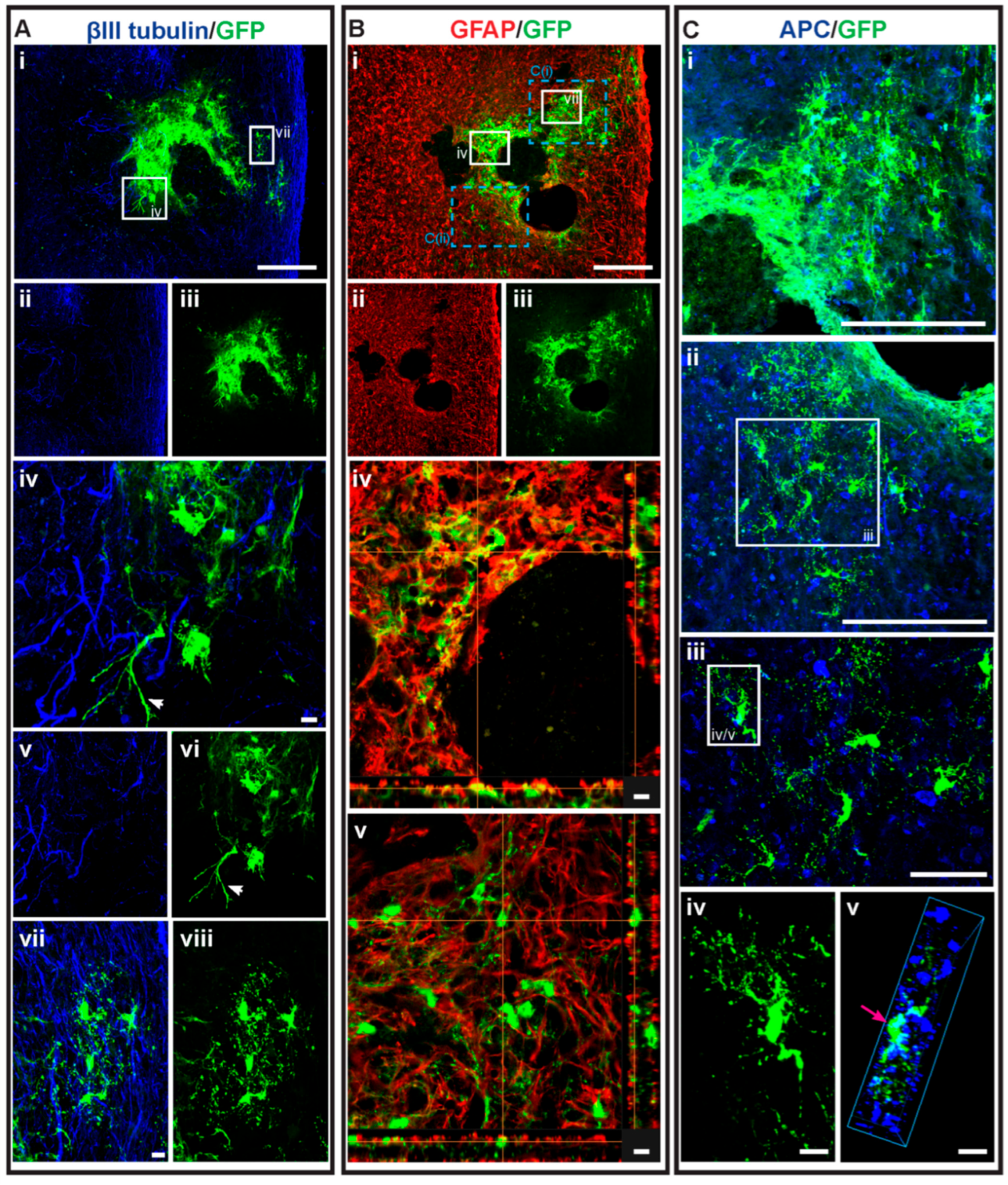 Cells 14 01488 g007 Cells 14 01488 g007