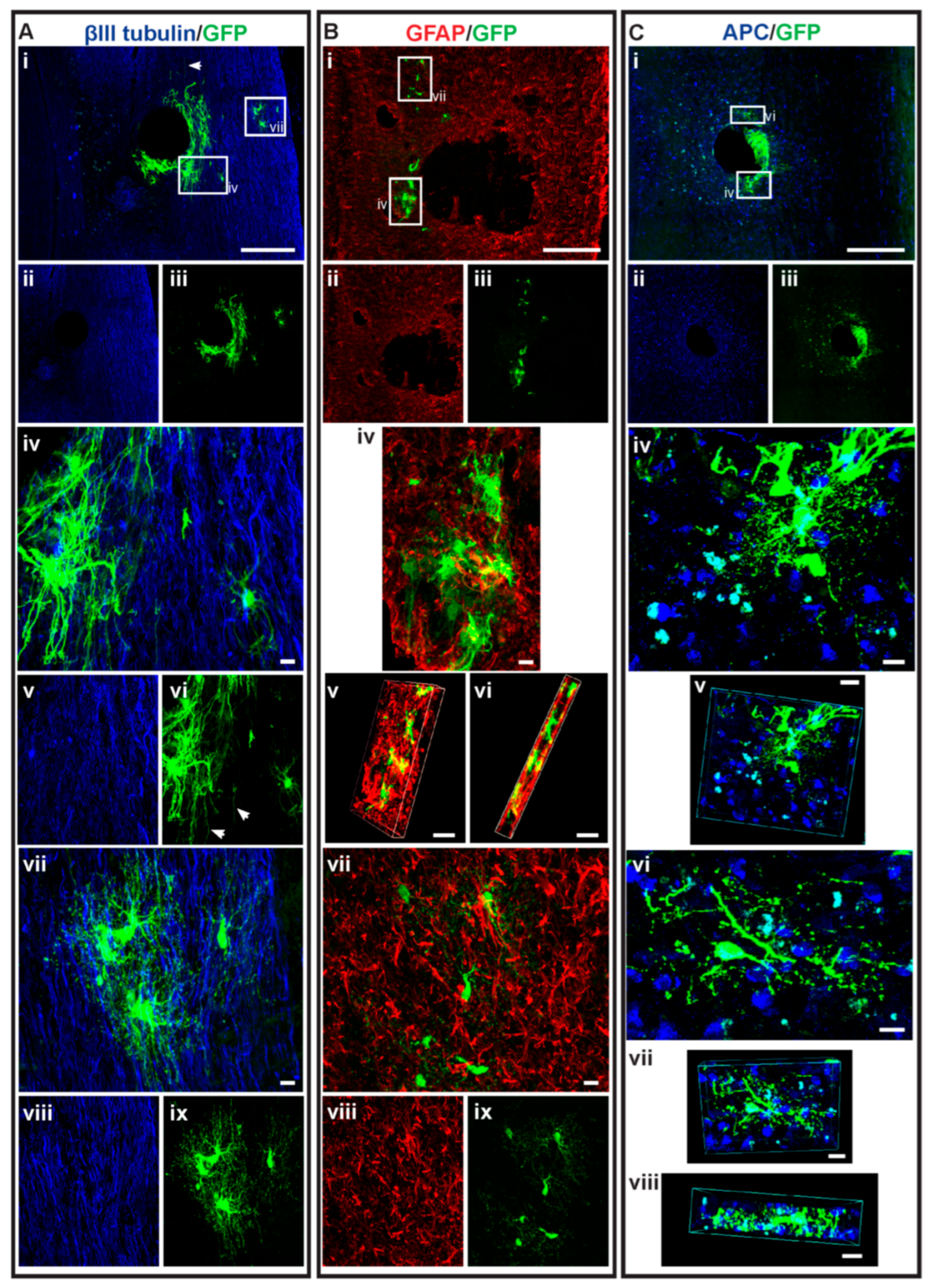 Cells 14 01488 g008 Cells 14 01488 g008