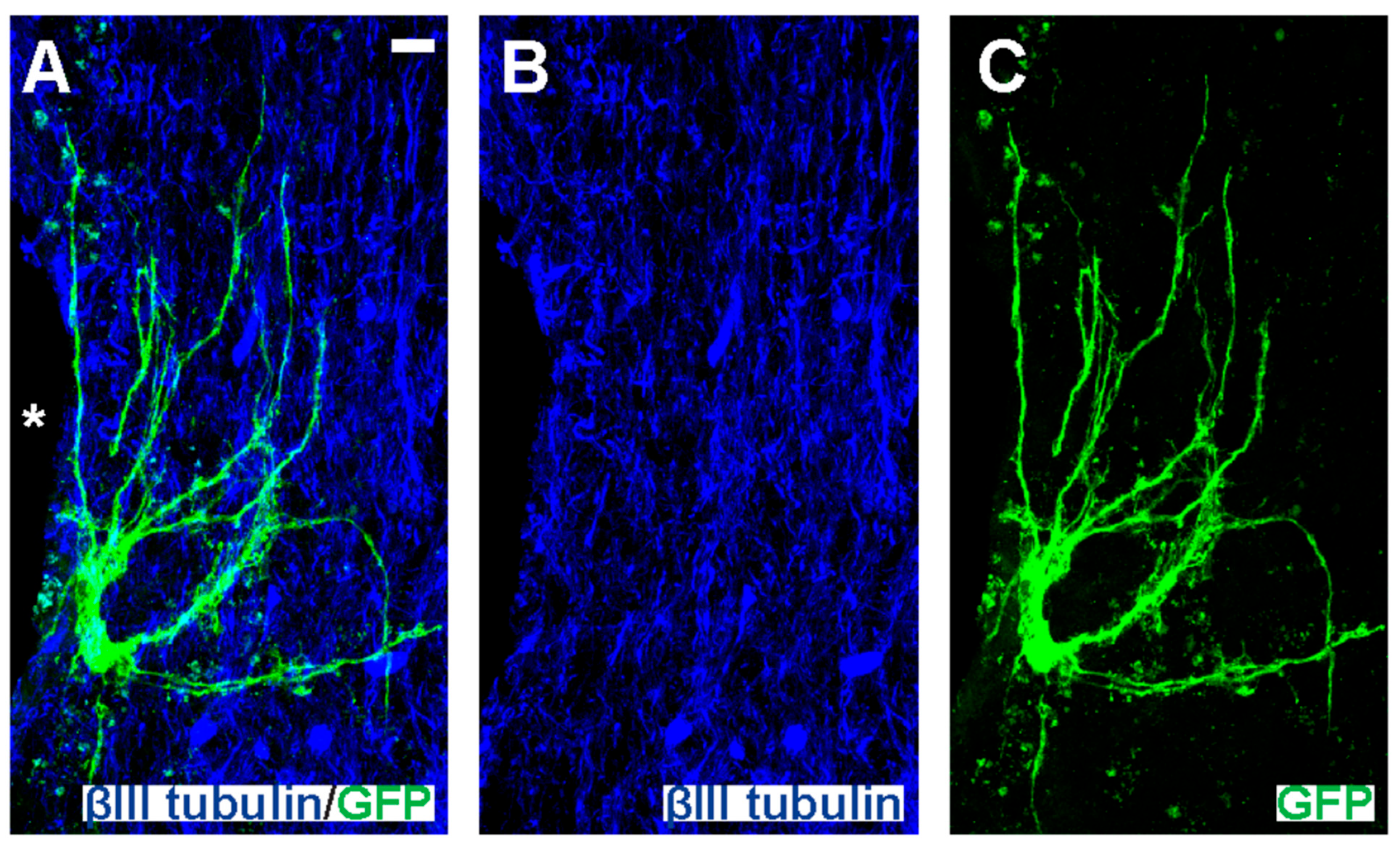 Cells 14 01488 g009 Cells 14 01488 g009