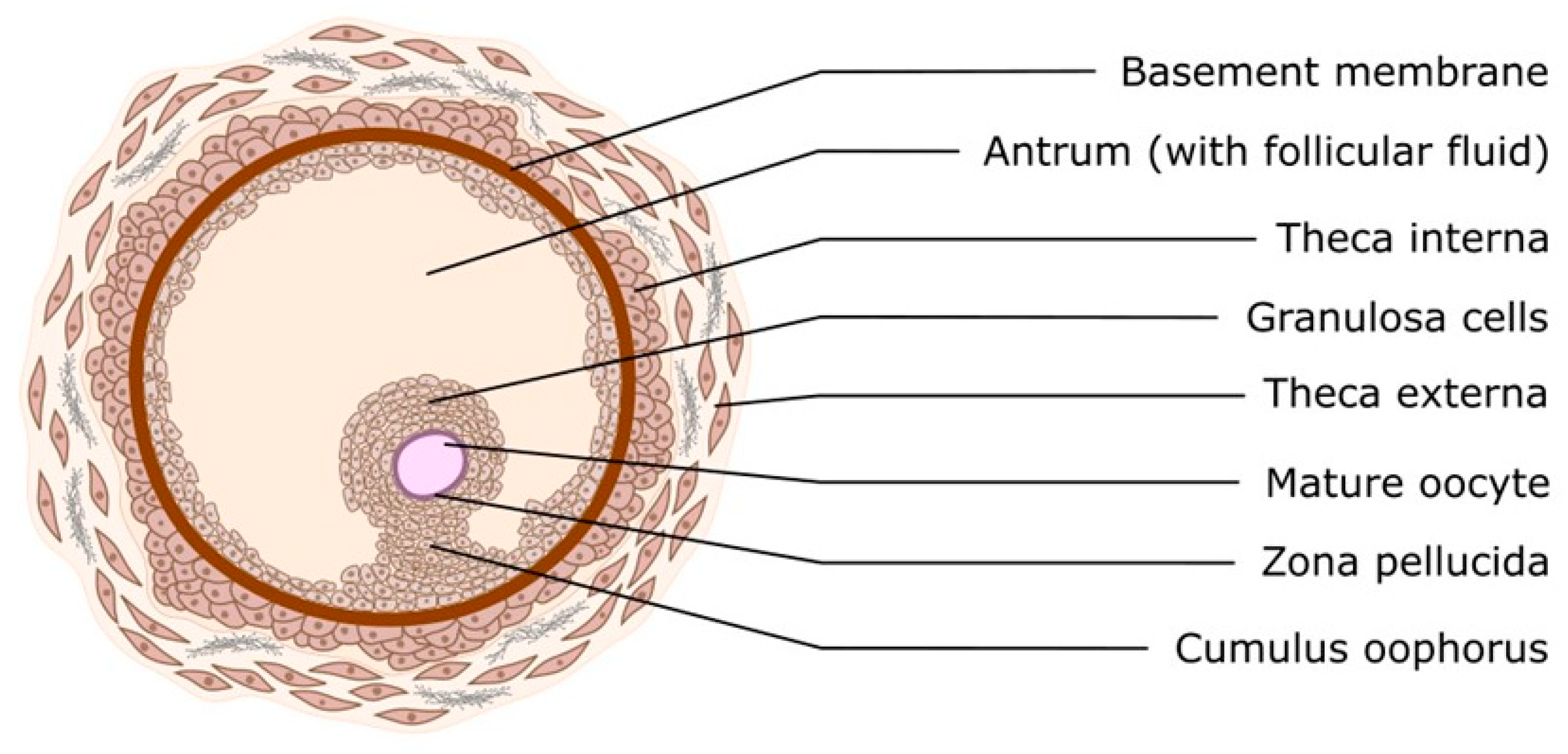 Cells 14 01555 g002 Cells 14 01555 g002