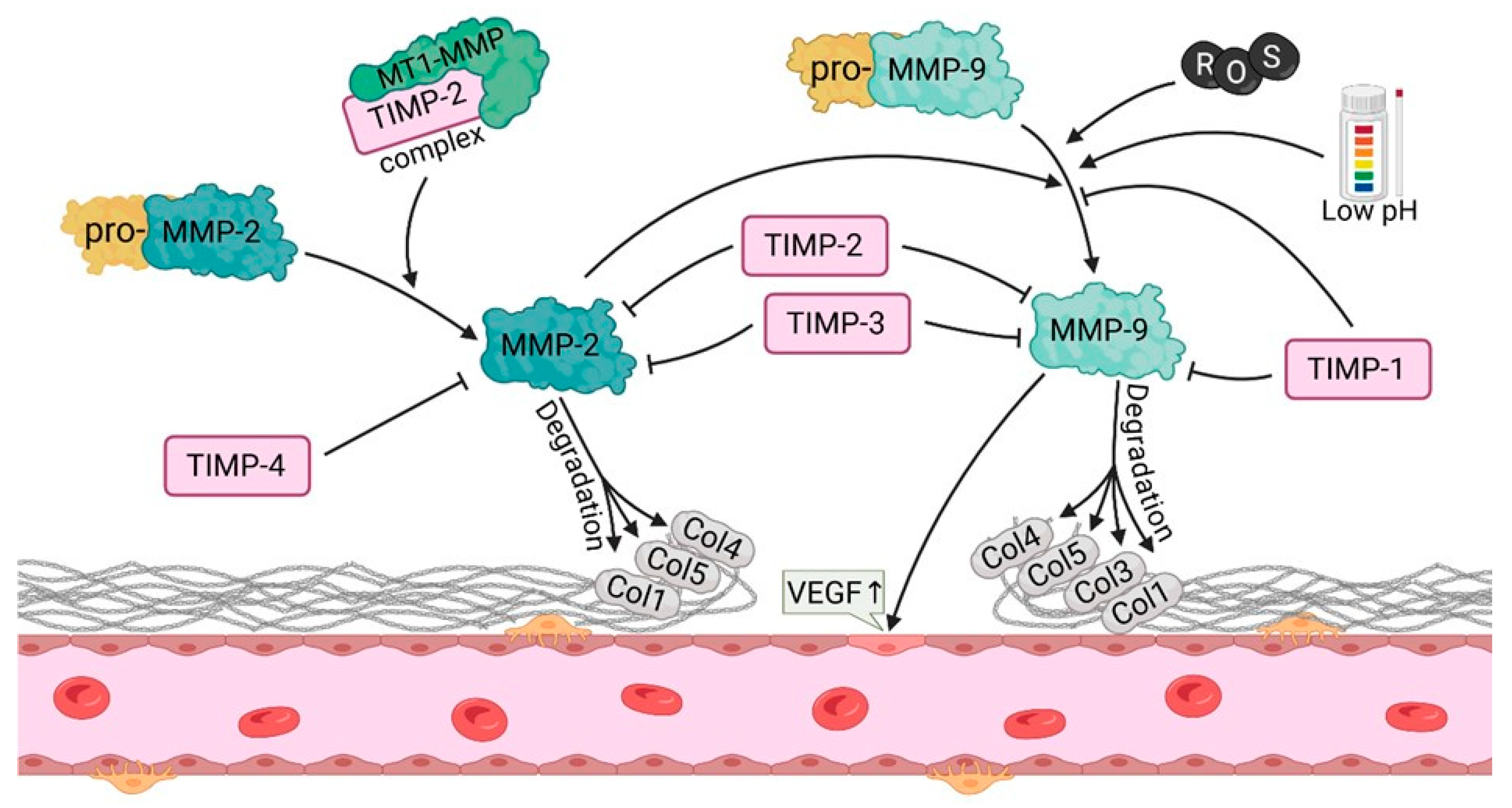 Cells 14 01555 g004 Cells 14 01555 g004