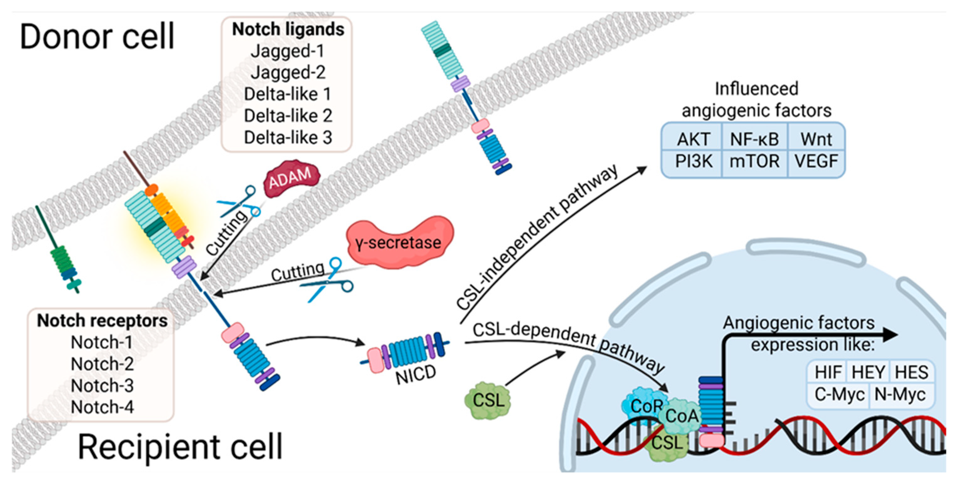 Cells 14 01555 g005 Cells 14 01555 g005