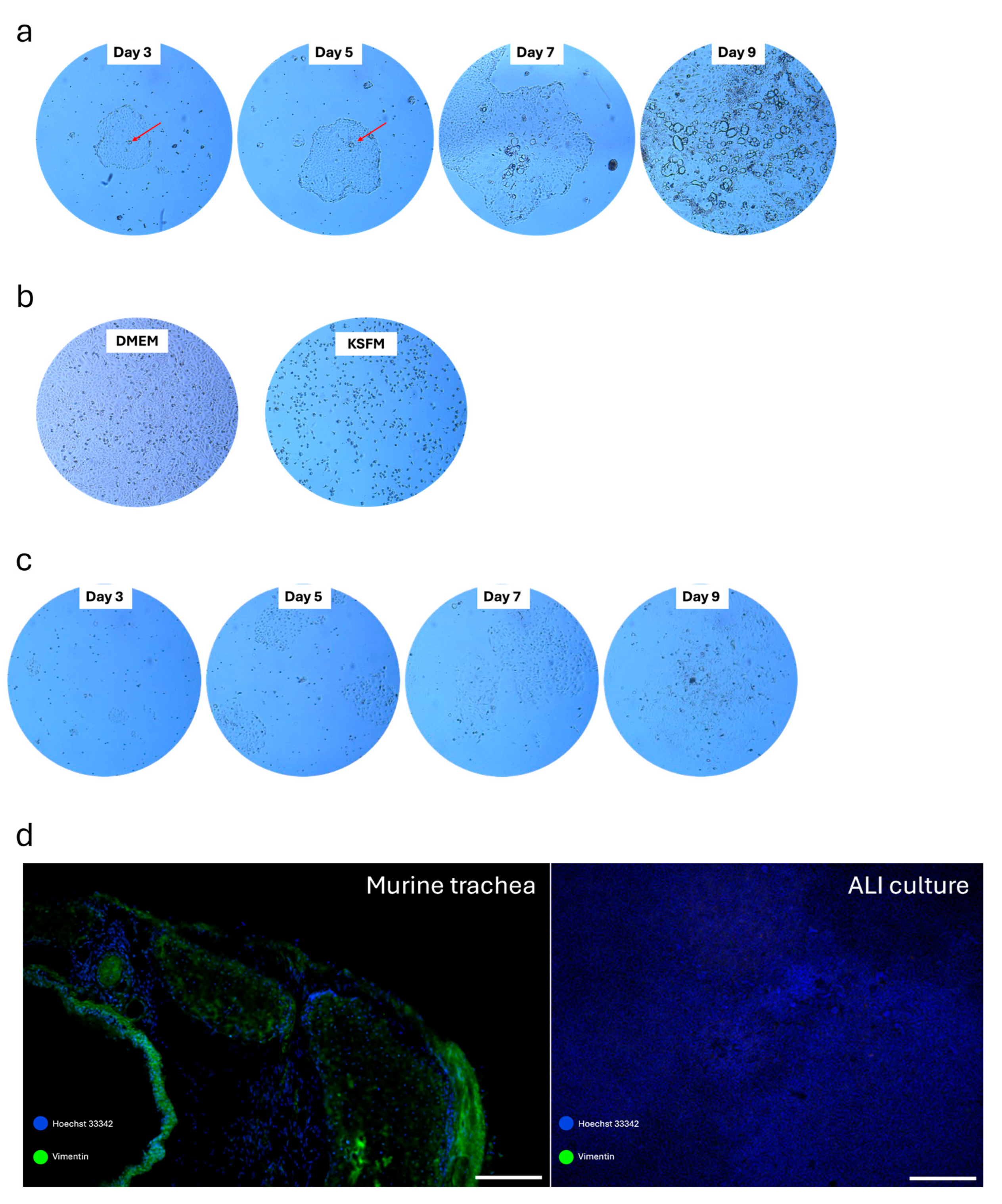 Cells 14 01598 g003 Cells 14 01598 g003