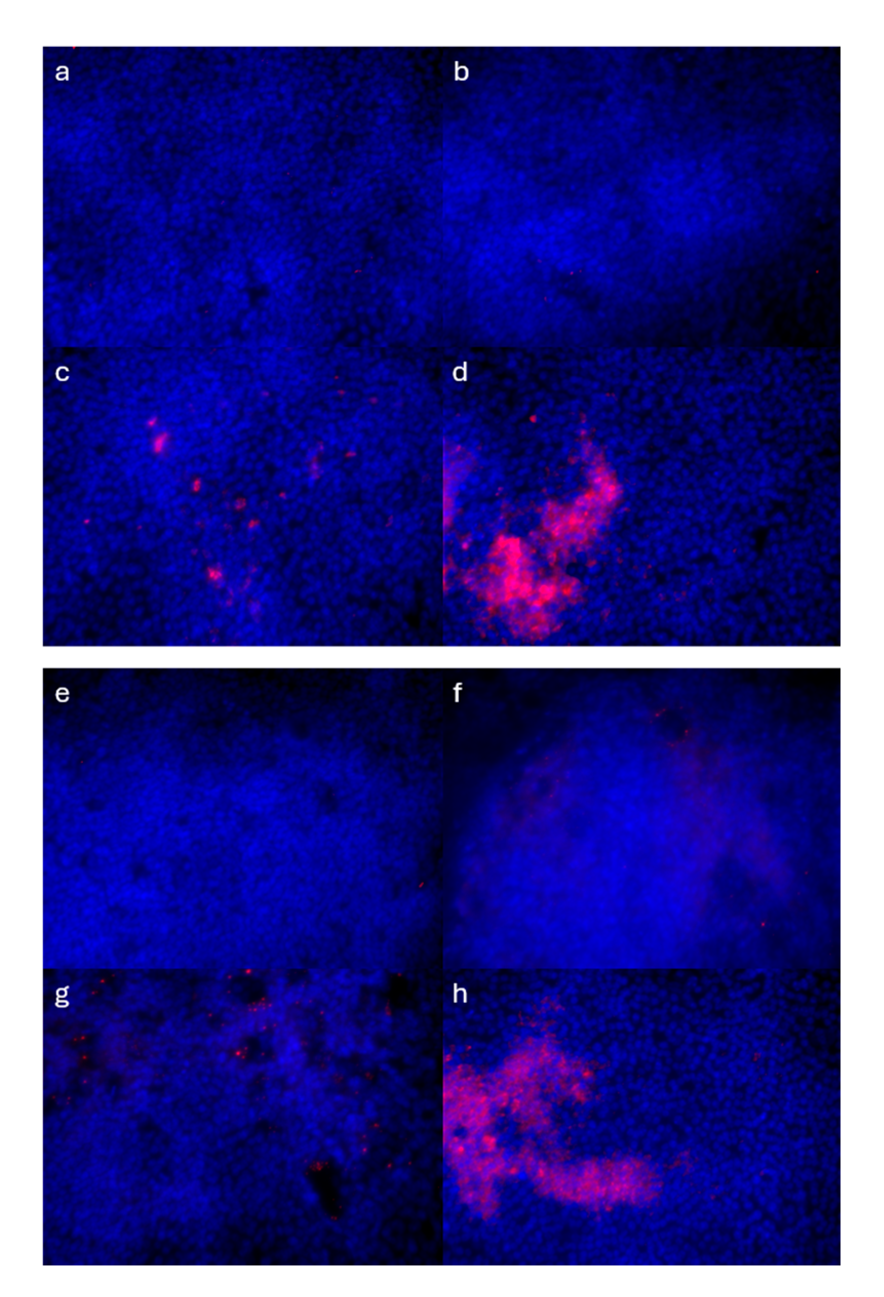 Cells 14 01598 g007a Cells 14 01598 g007a