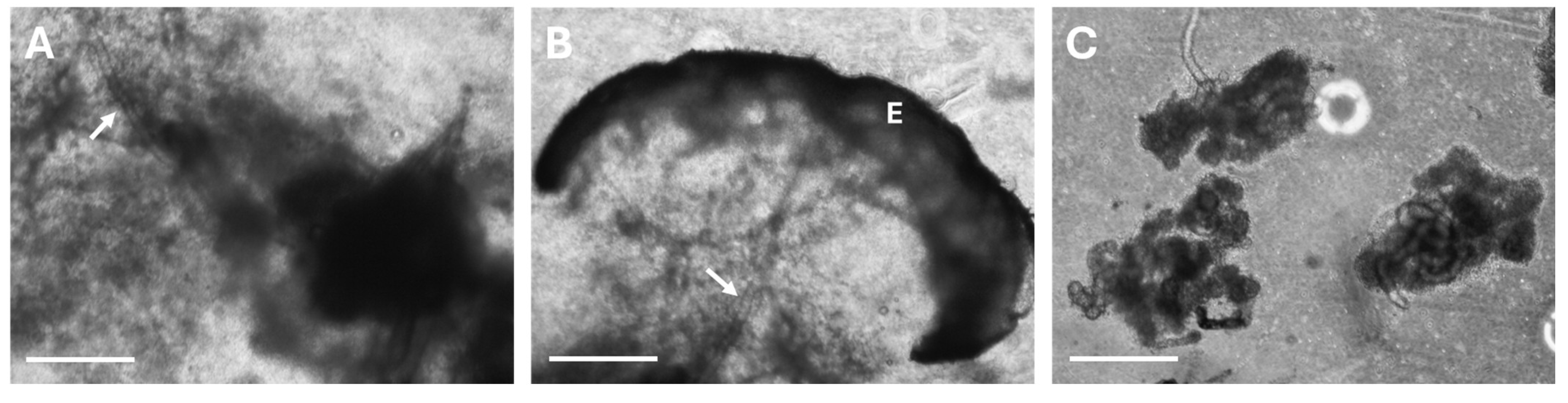 Cells 14 01643 g002 Cells 14 01643 g002