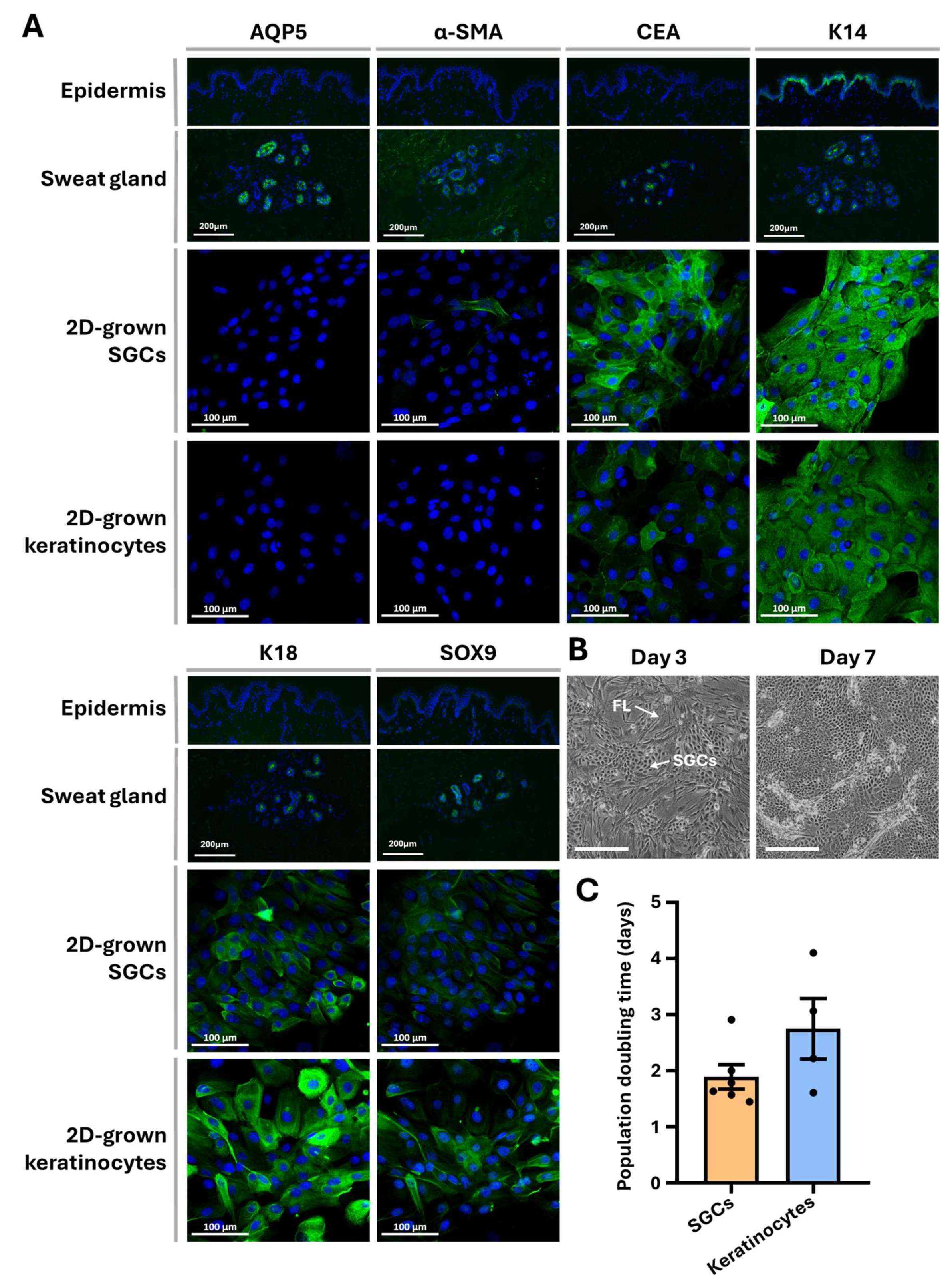 Cells 14 01643 g003 Cells 14 01643 g003