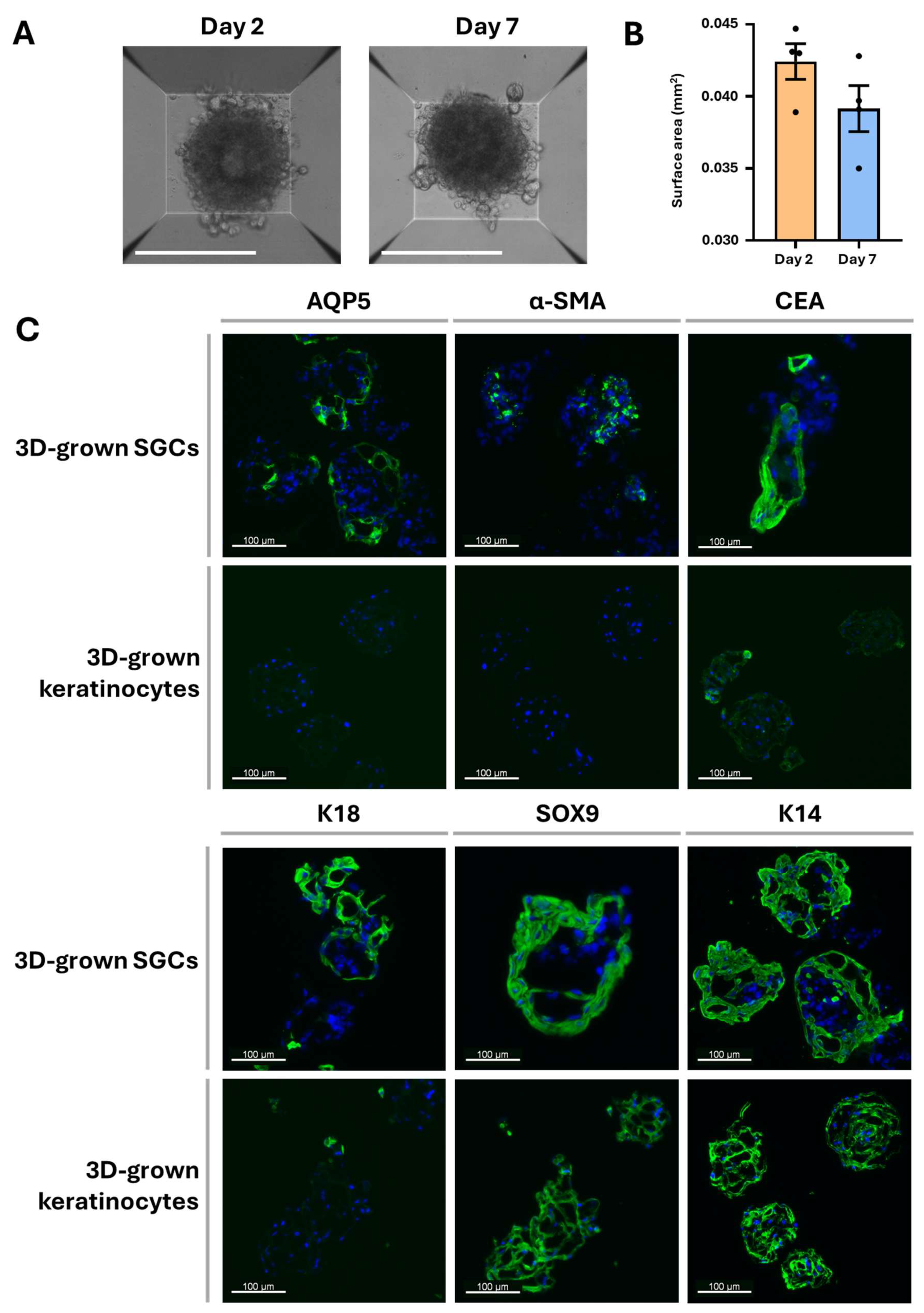 Cells 14 01643 g004 Cells 14 01643 g004