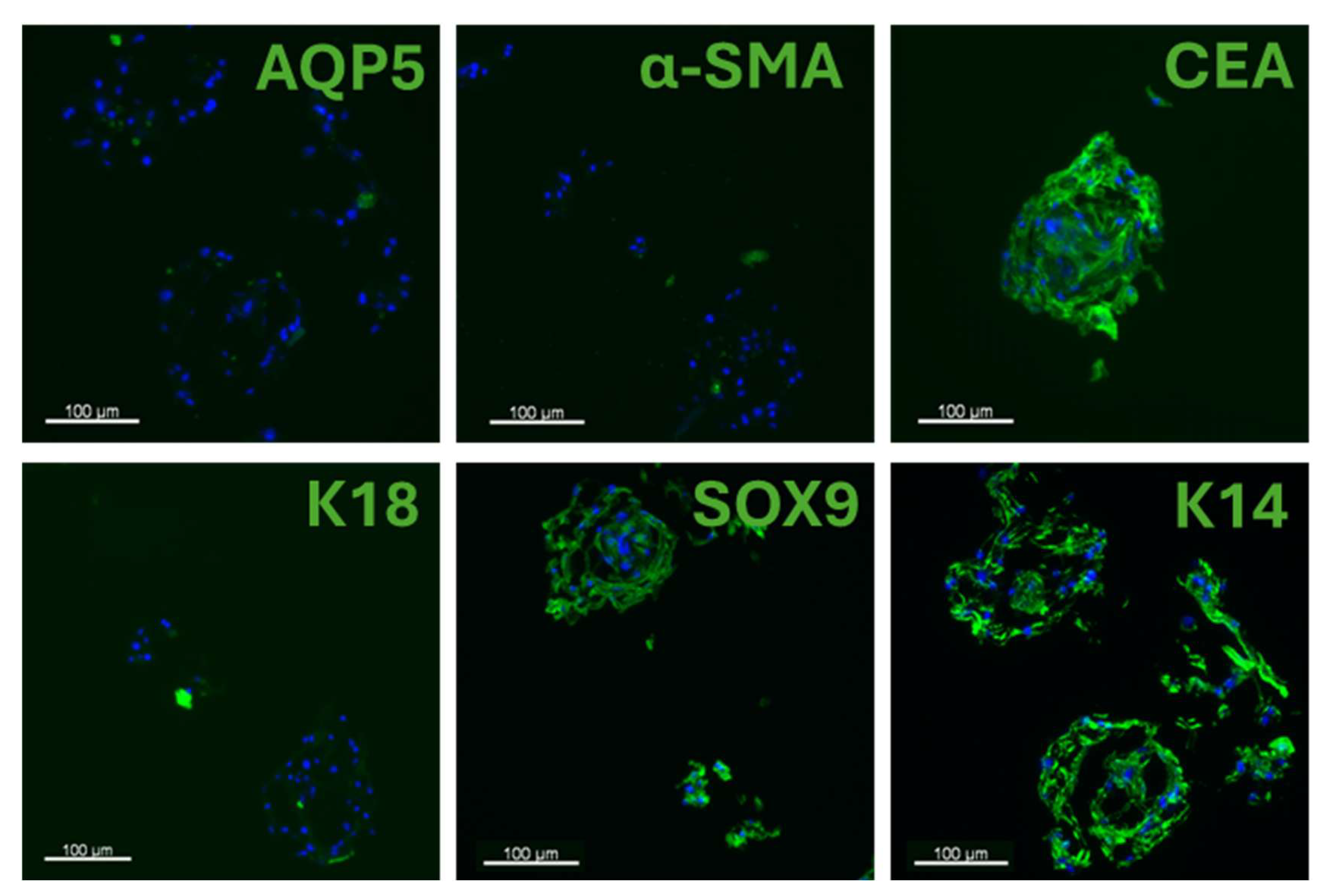 Cells 14 01643 g005 Cells 14 01643 g005