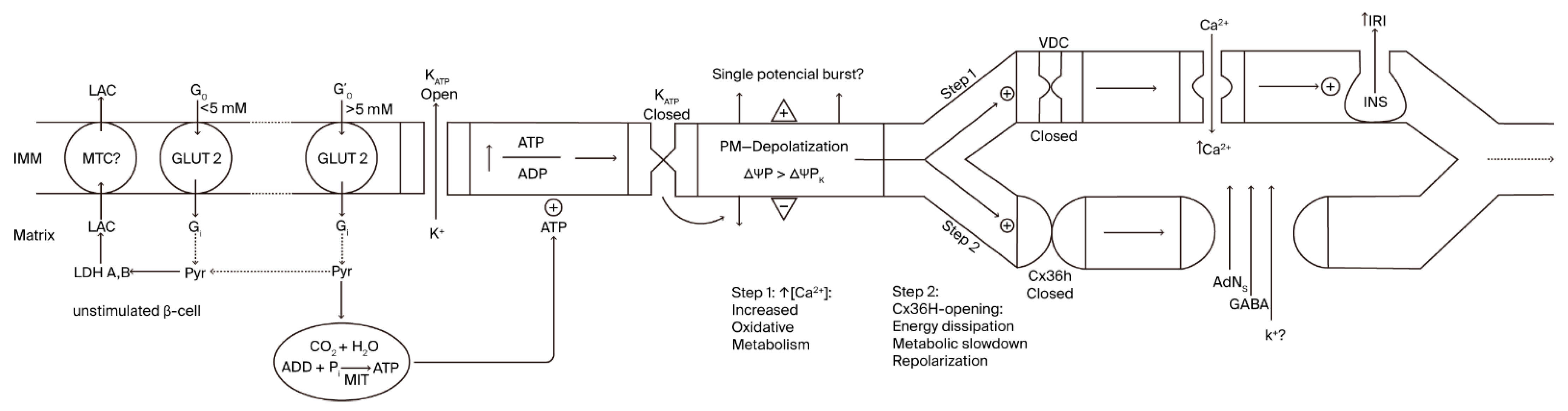 Cells 14 01644 g001 Cells 14 01644 g001