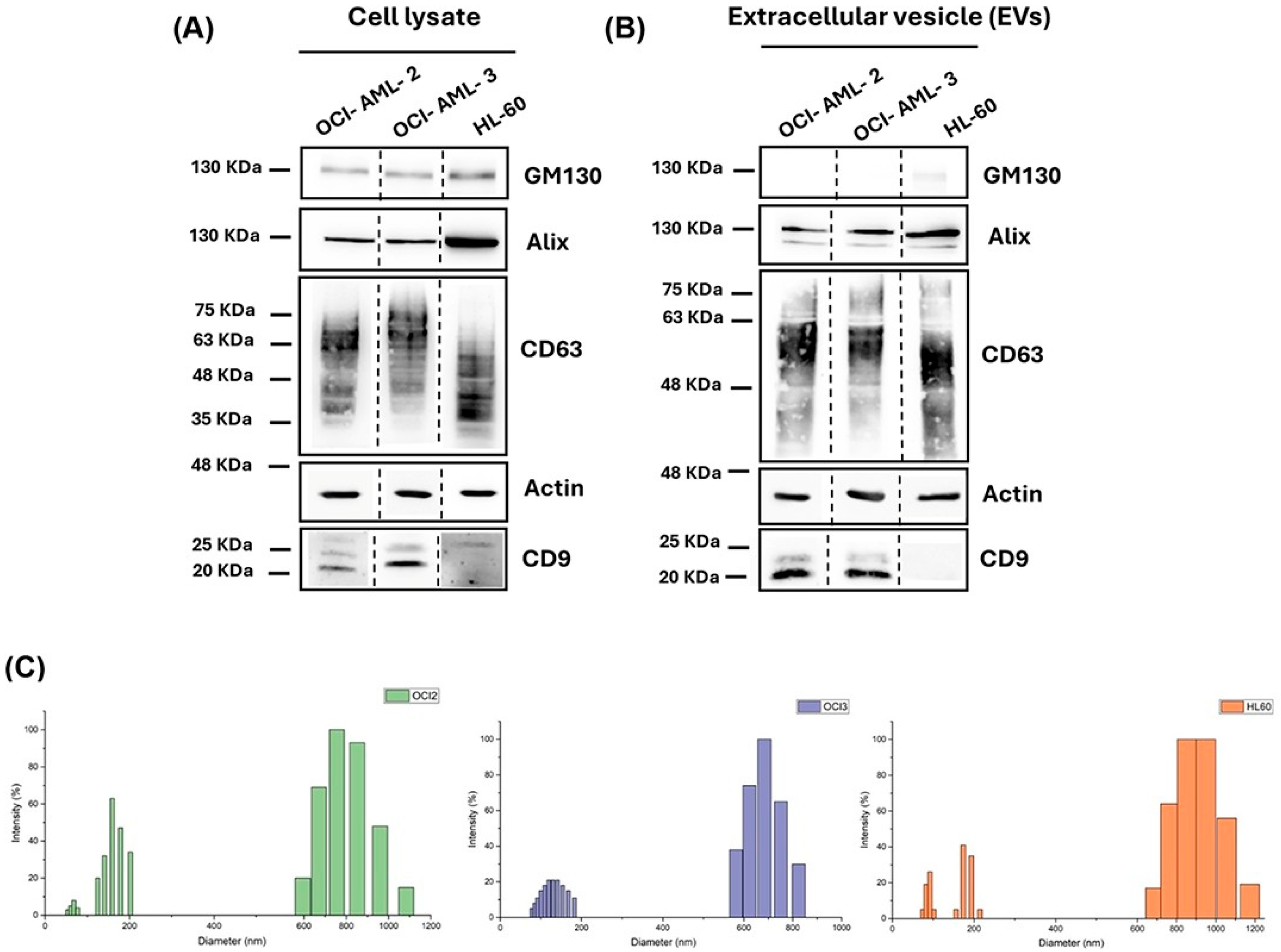 Cells 14 01651 g001 Cells 14 01651 g001